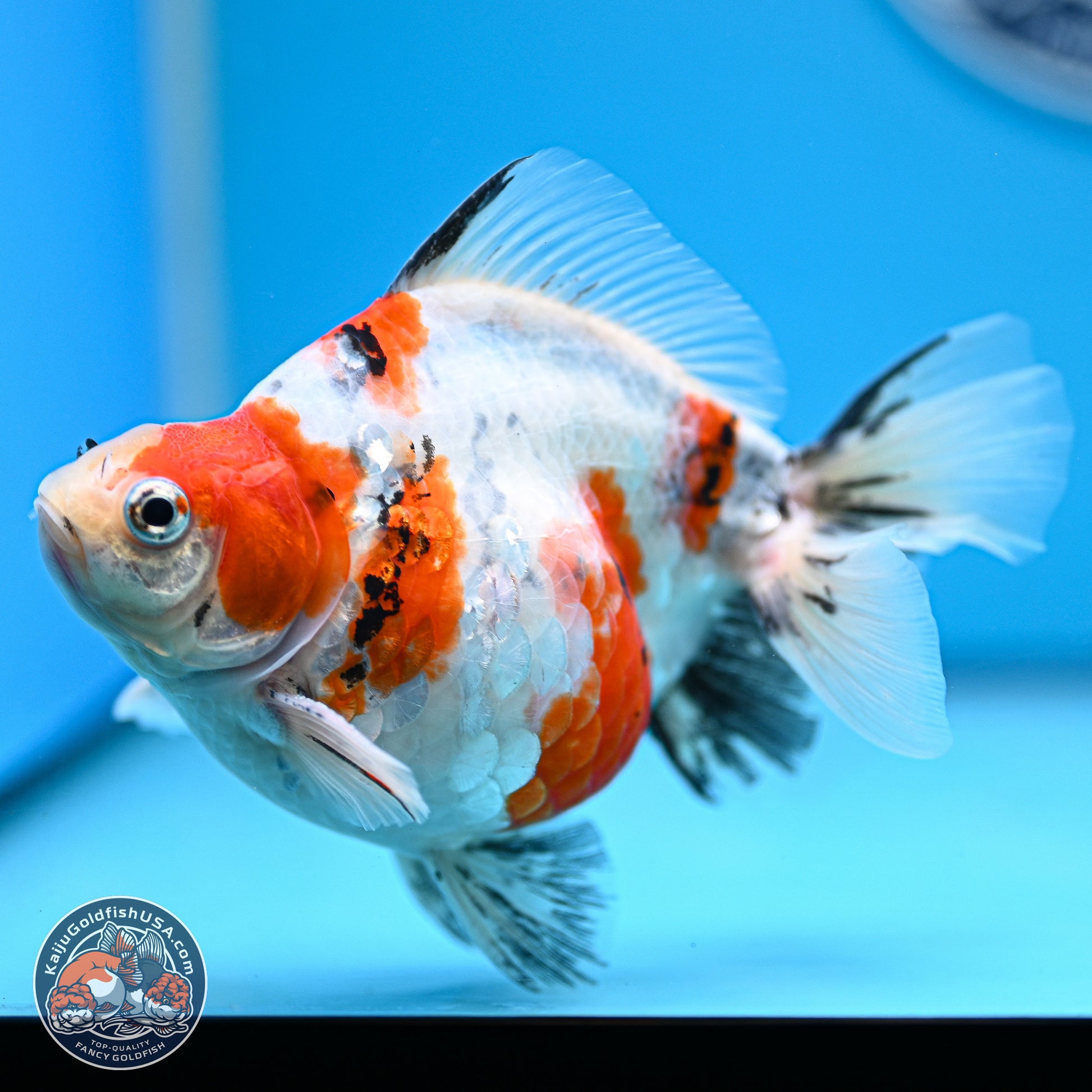 Tricolor Sakura Ryukin 4-5 inches (240927_RY05) - Kaiju Goldfish USA