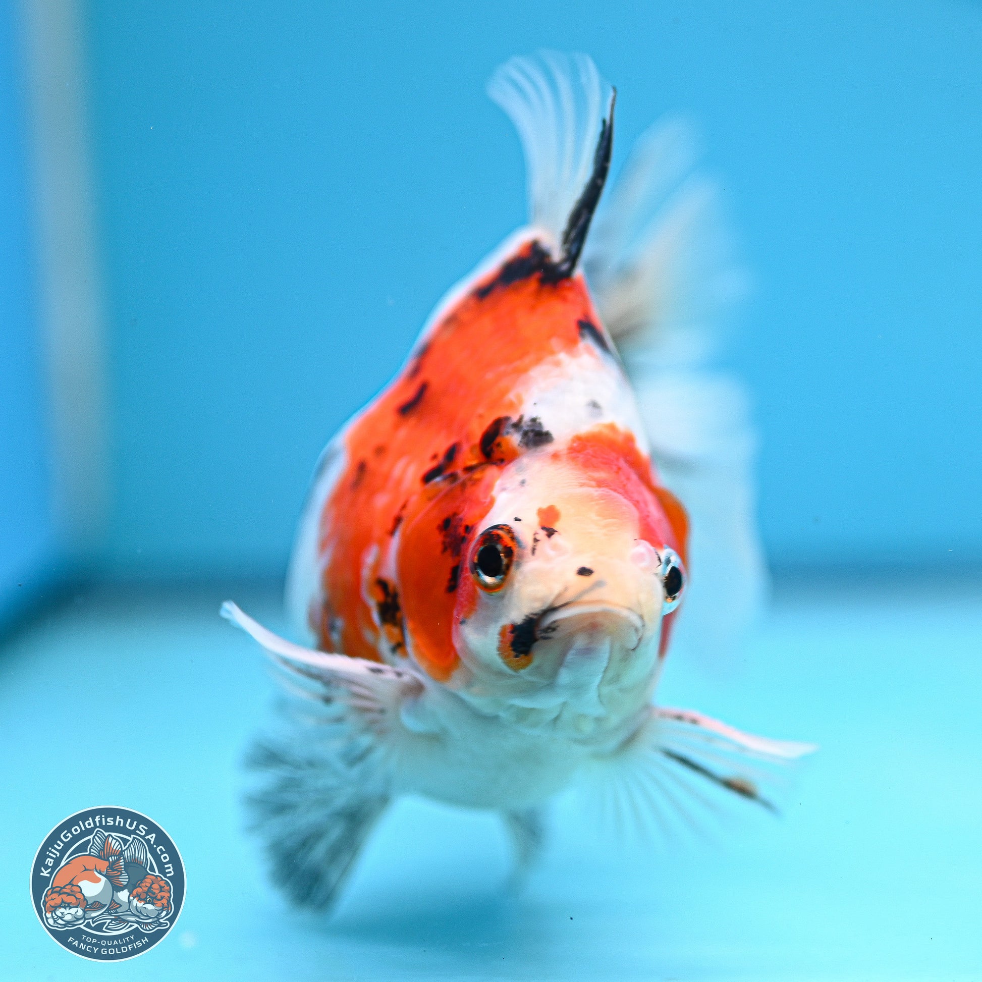 Tricolor Sakura Ryukin 4-5 inches (240927_RY05) - Kaiju Goldfish USA