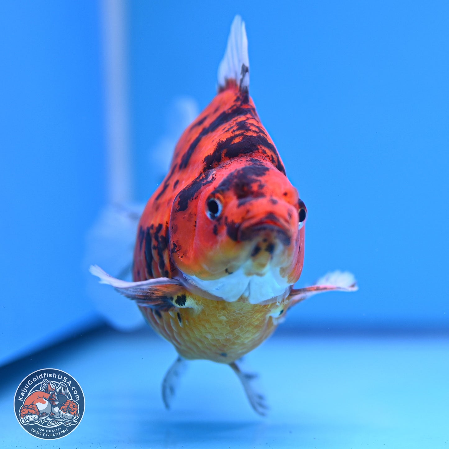 Tiger Ryukin 4-5 inches (240920_RY05) - Kaiju Goldfish USA