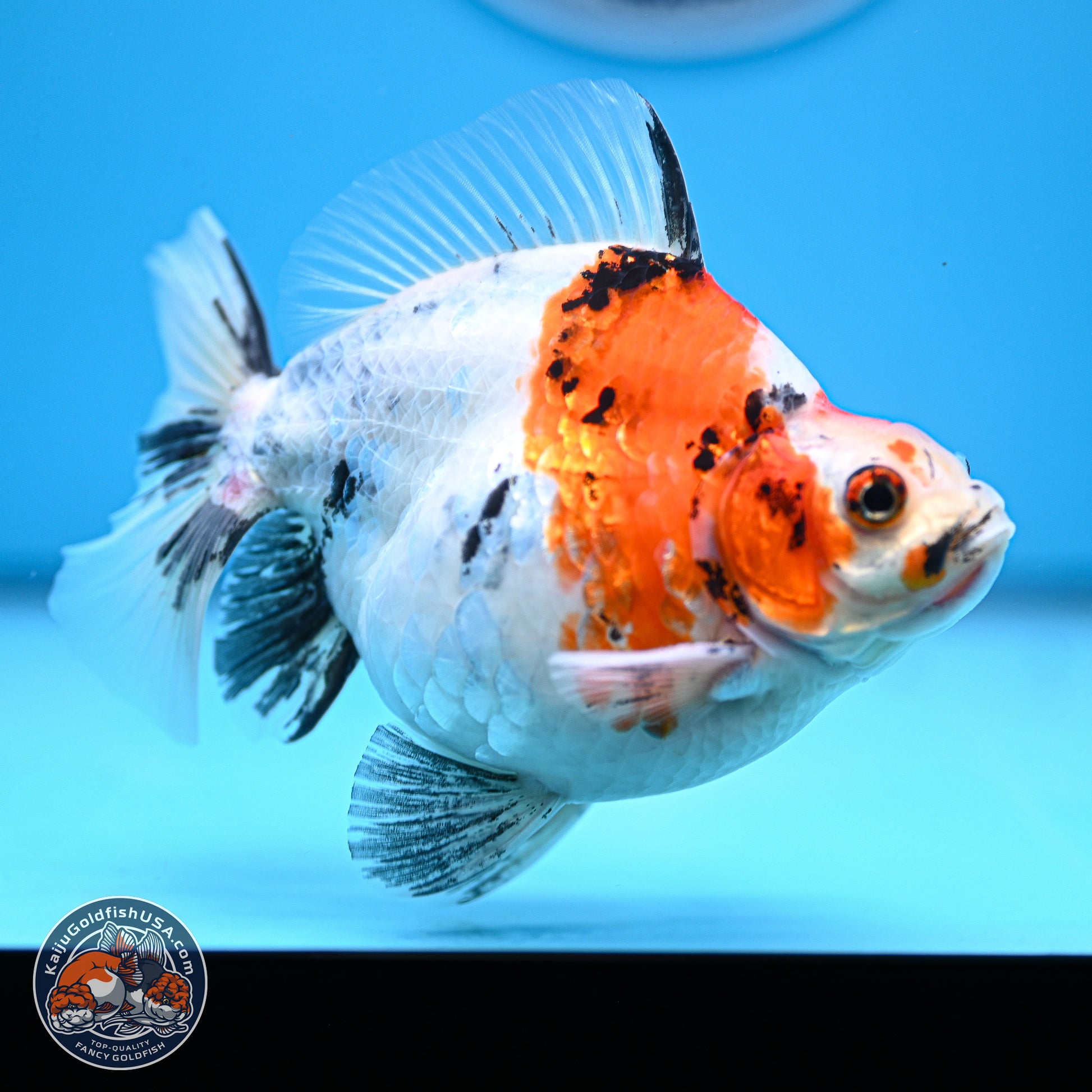 Tricolor Sakura Ryukin 4-5 inches (240927_RY05) - Kaiju Goldfish USA