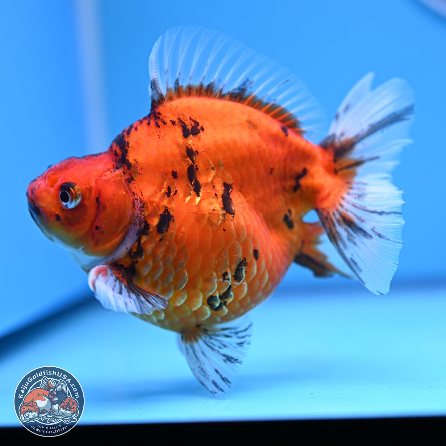 Tiger Ryukin 4-5 inches (240920_RY05) - Kaiju Goldfish USA