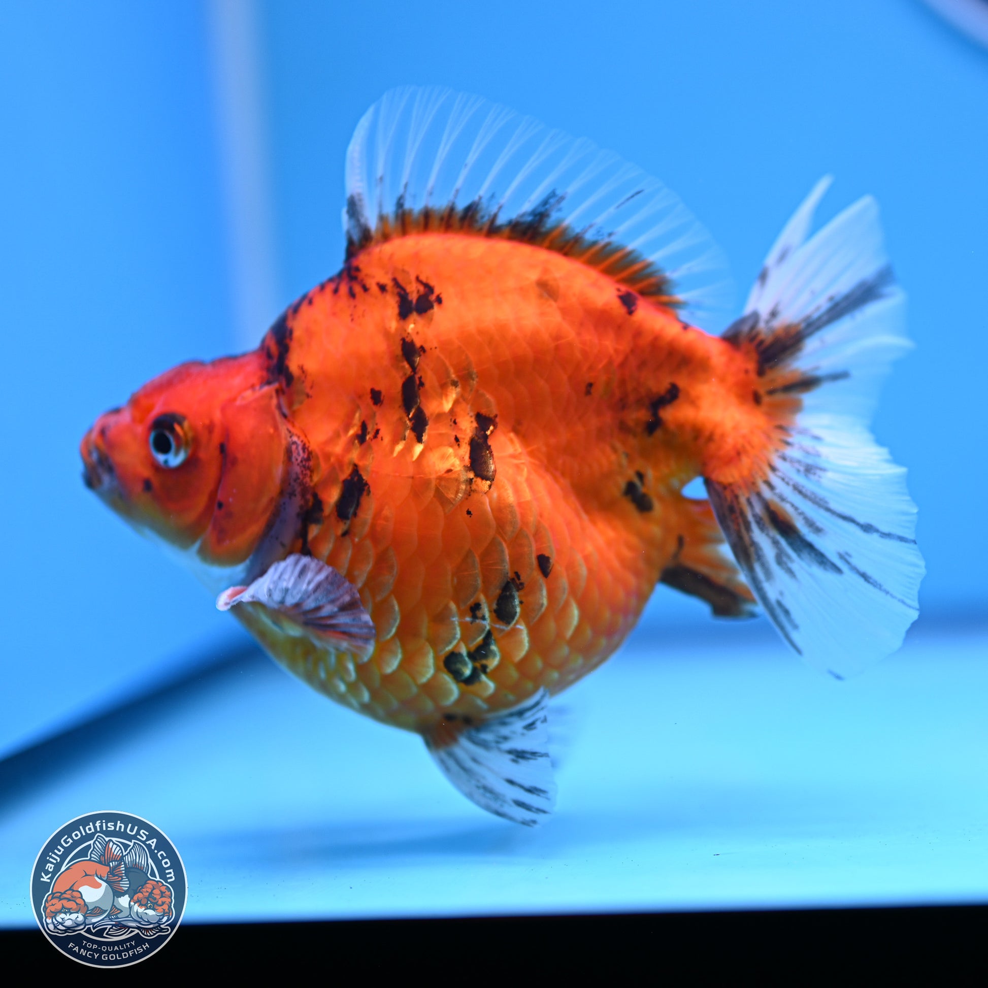 Tiger Ryukin 4-5 inches (240920_RY05) - Kaiju Goldfish USA