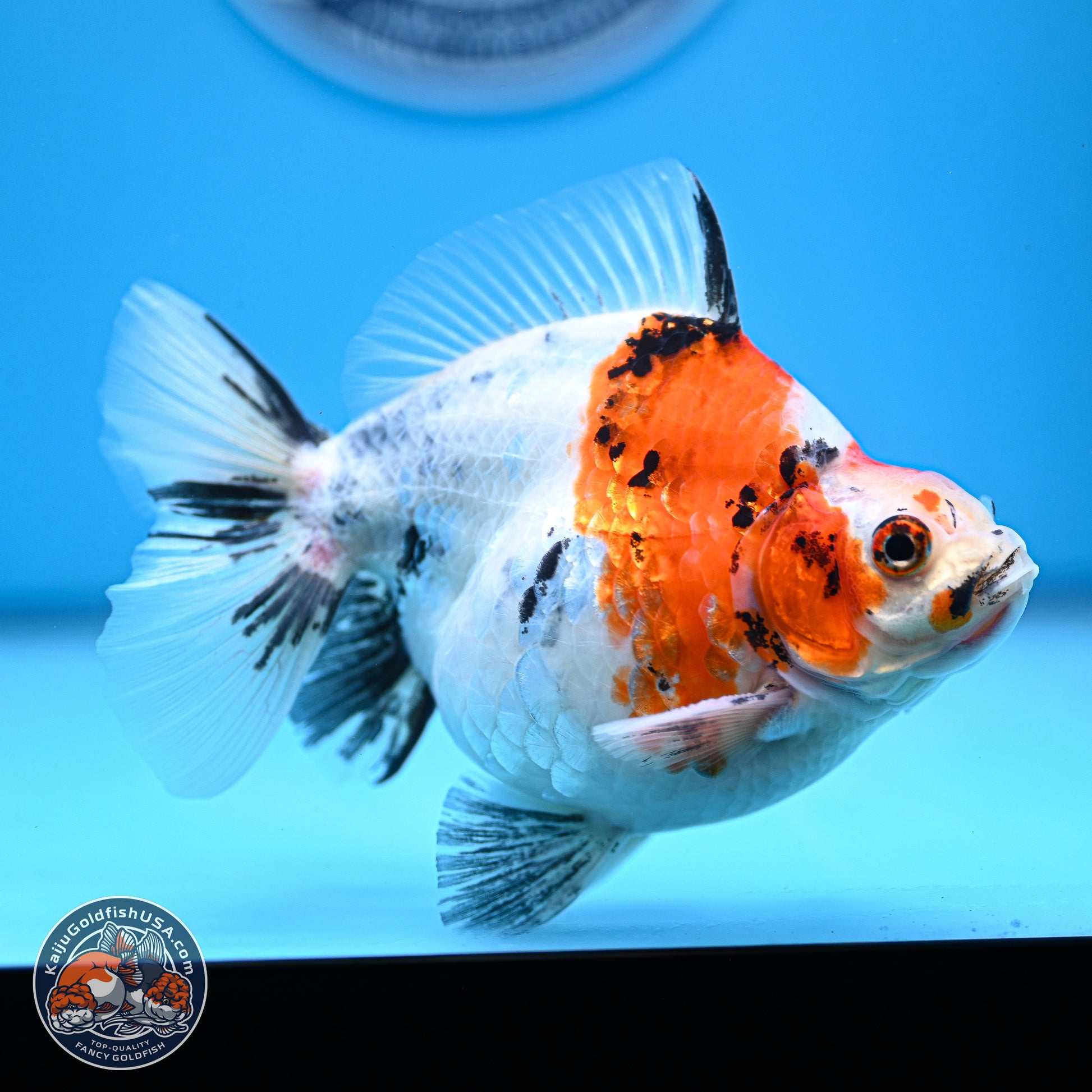 Tricolor Sakura Ryukin 4-5 inches (240927_RY05) - Kaiju Goldfish USA