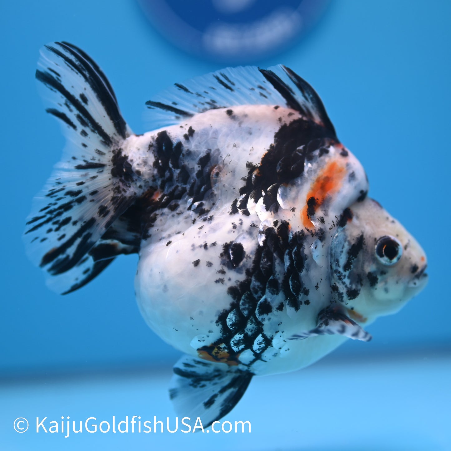 Jumbo Calico Ryukin 5-5.5 inches (240301_RY05) - Kaiju Goldfish USA