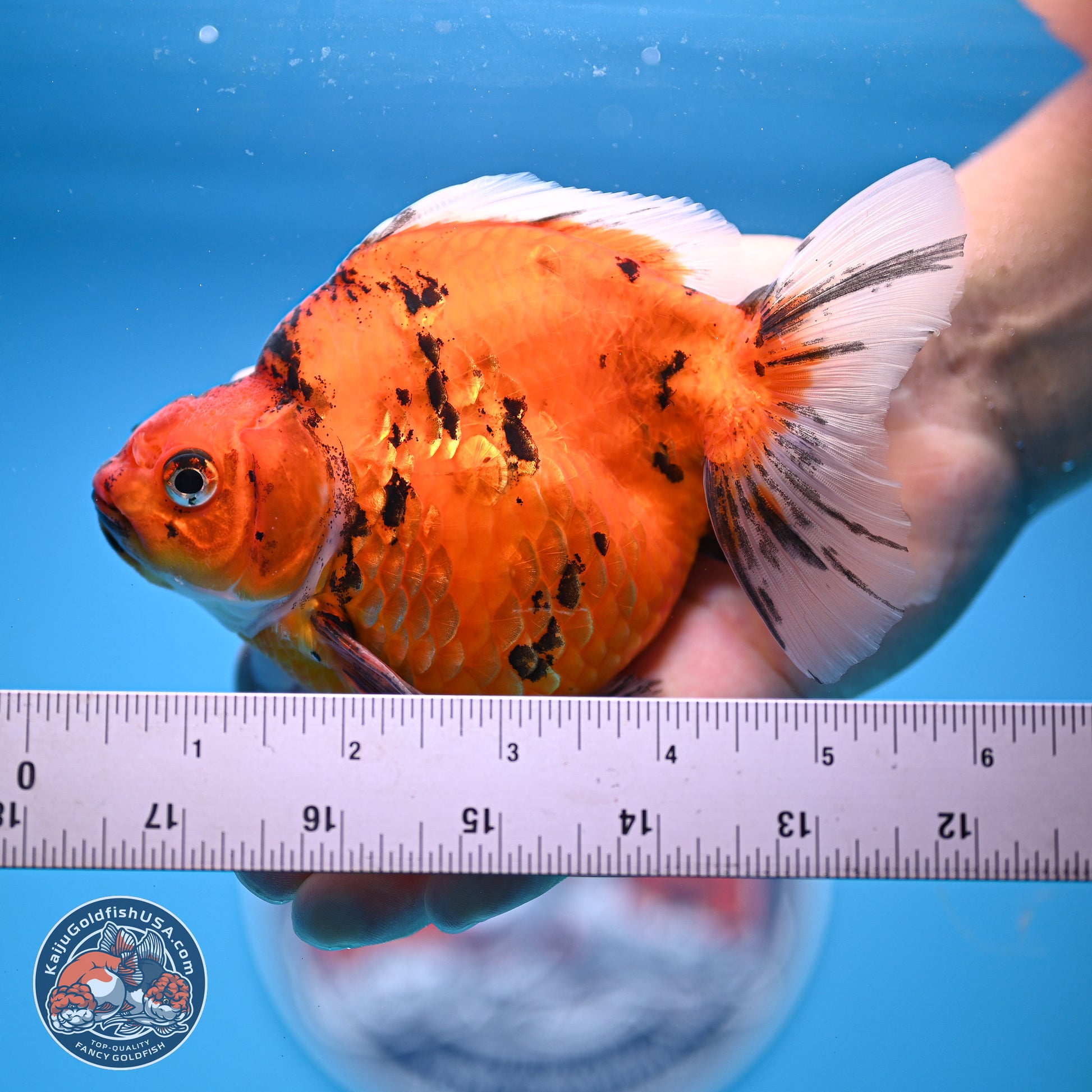 Tiger Ryukin 4-5 inches (240920_RY05) - Kaiju Goldfish USA