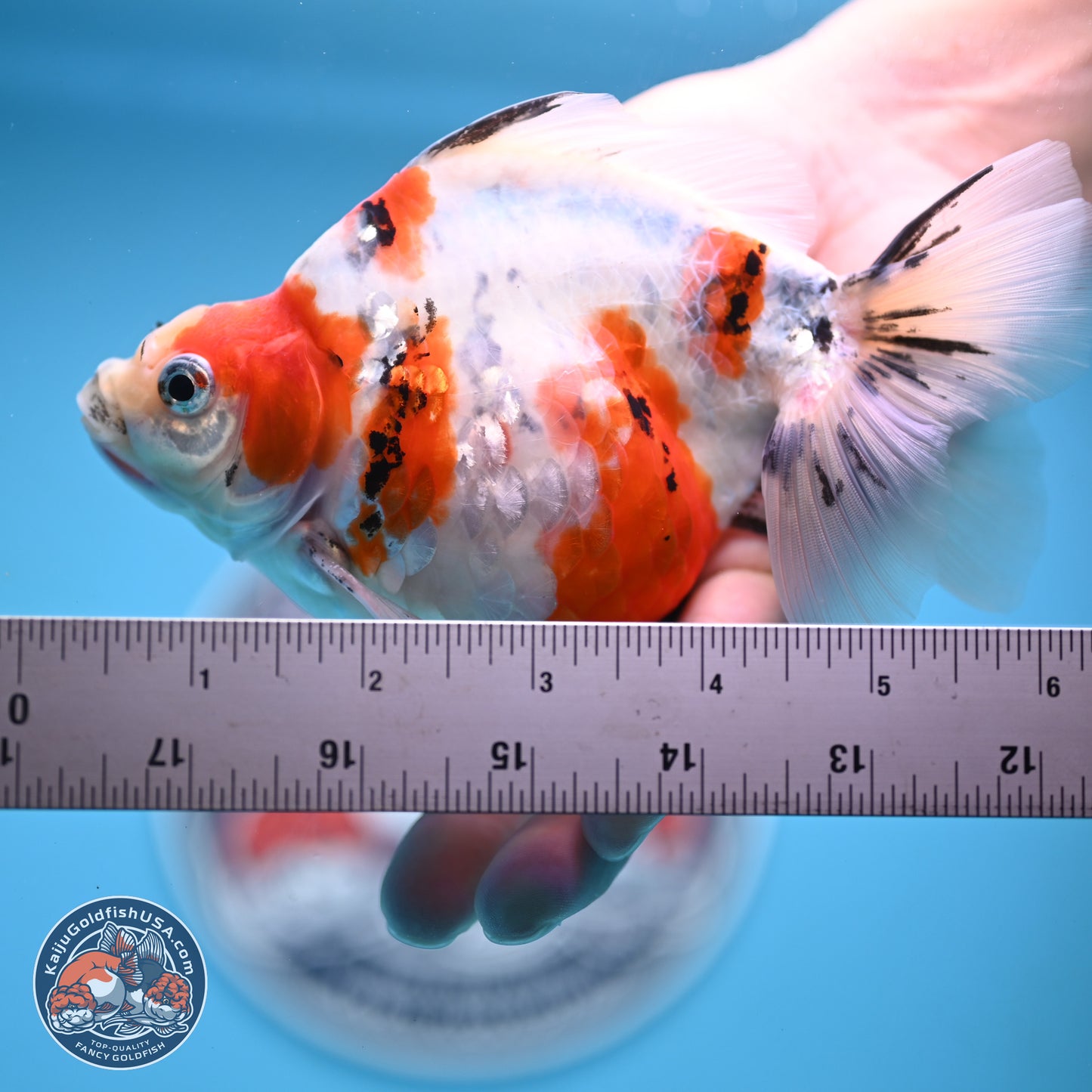 Tricolor Sakura Ryukin 4-5 inches (240927_RY05) - Kaiju Goldfish USA