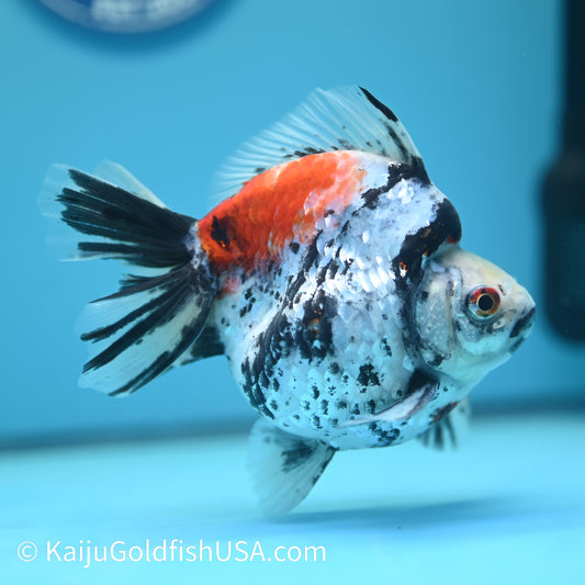 Jumbo Wide Tail Calico Ryukin 5.5-6 inches (240329_RY05) - Kaiju Goldfish USA