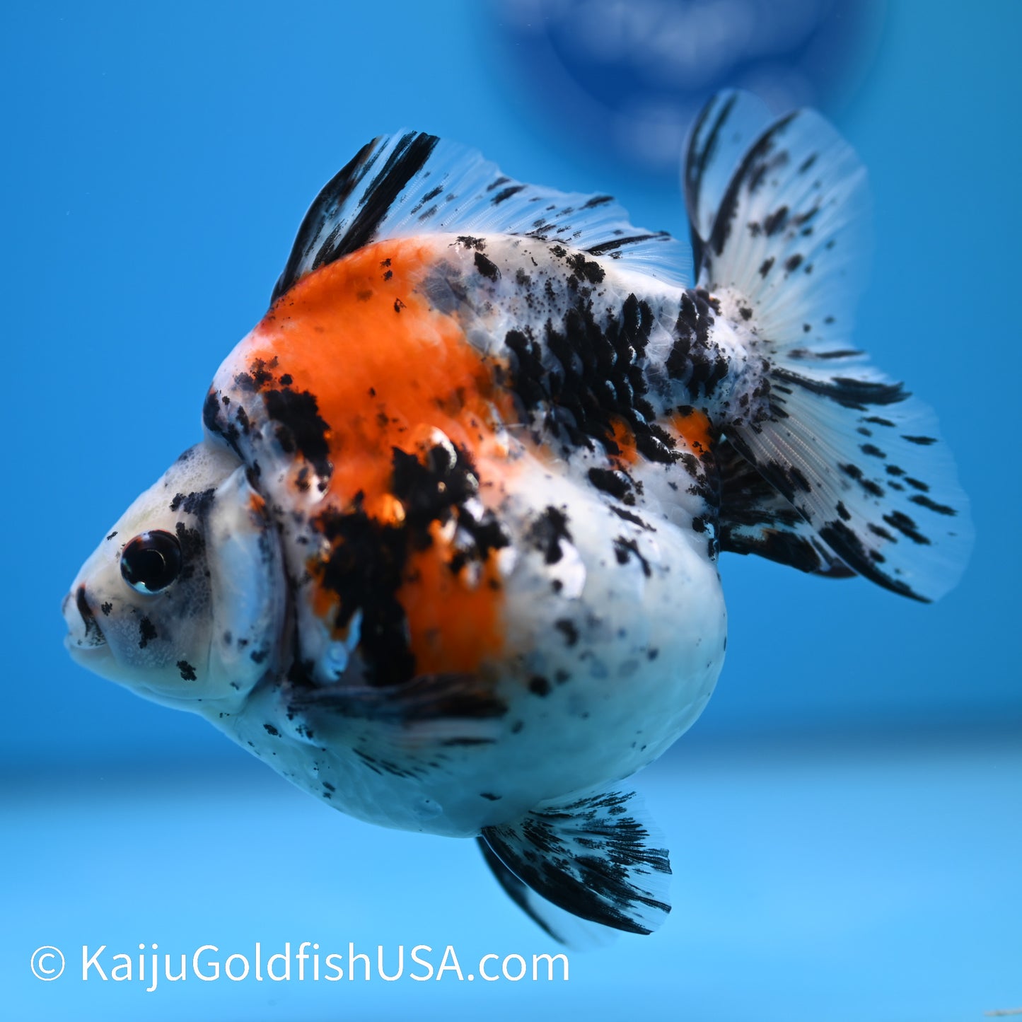 Jumbo Calico Ryukin 5-5.5 inches (240301_RY05) - Kaiju Goldfish USA