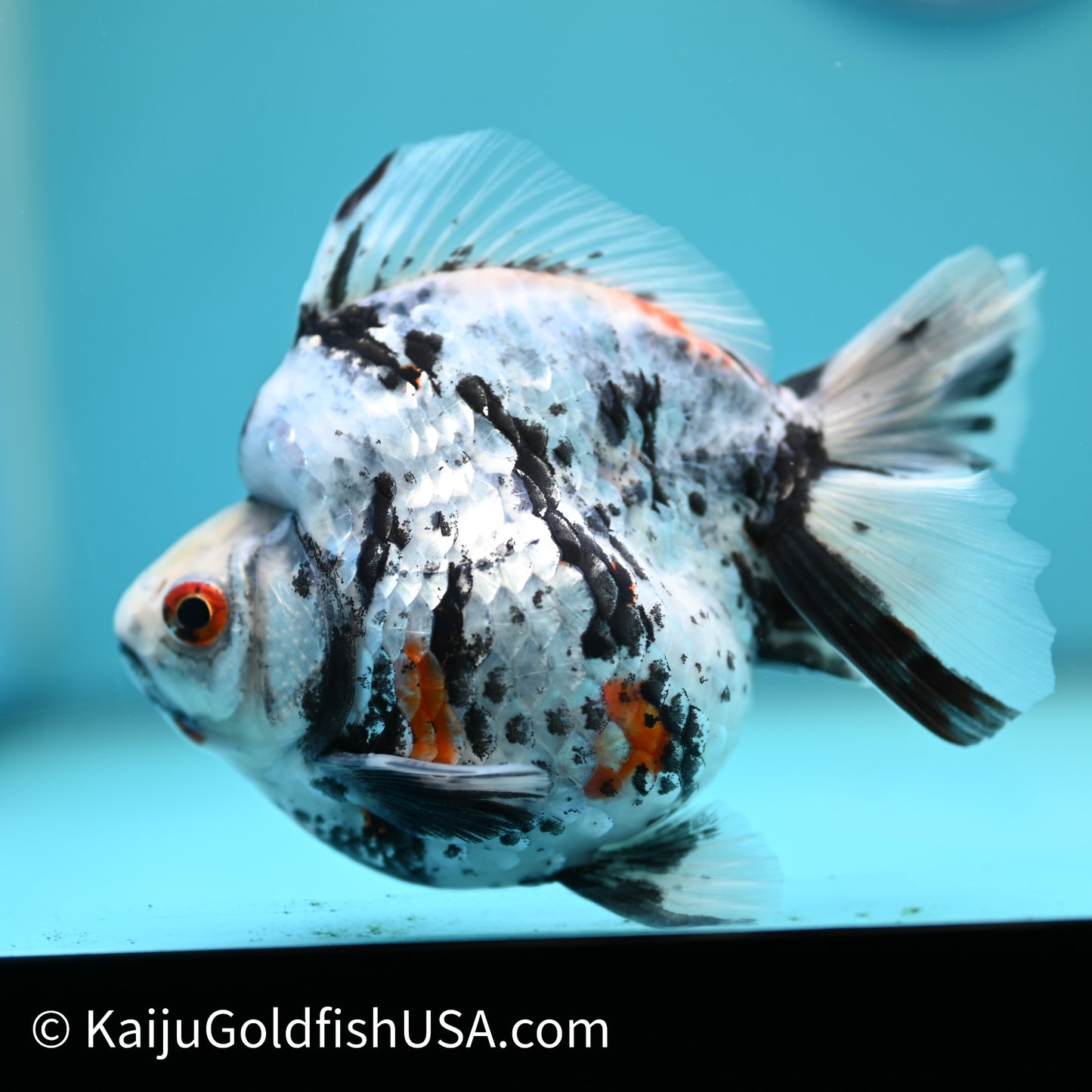 Jumbo Wide Tail Calico Ryukin 5.5-6 inches (240329_RY05) - Kaiju Goldfish USA