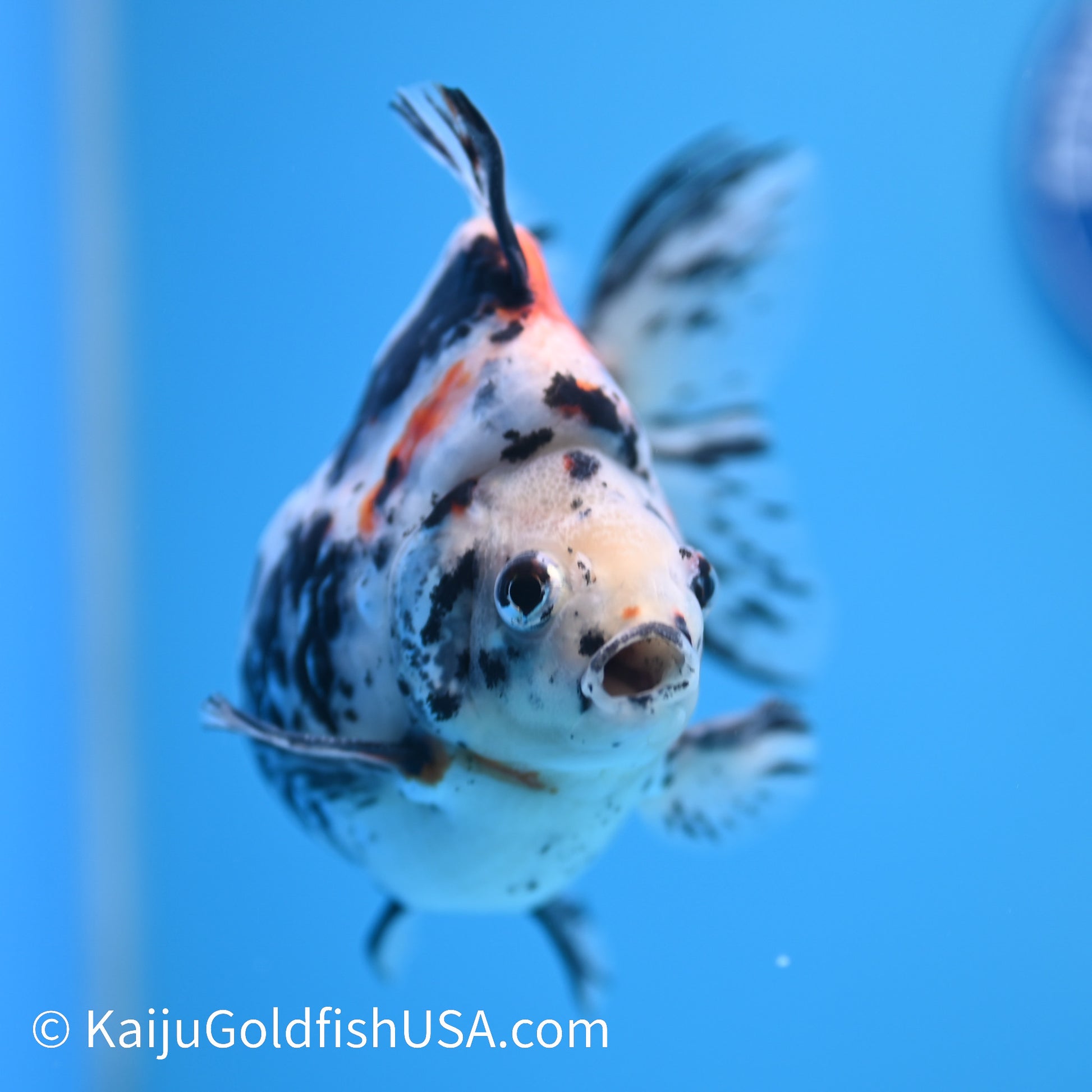 Jumbo Calico Ryukin 5-5.5 inches (240301_RY05) - Kaiju Goldfish USA