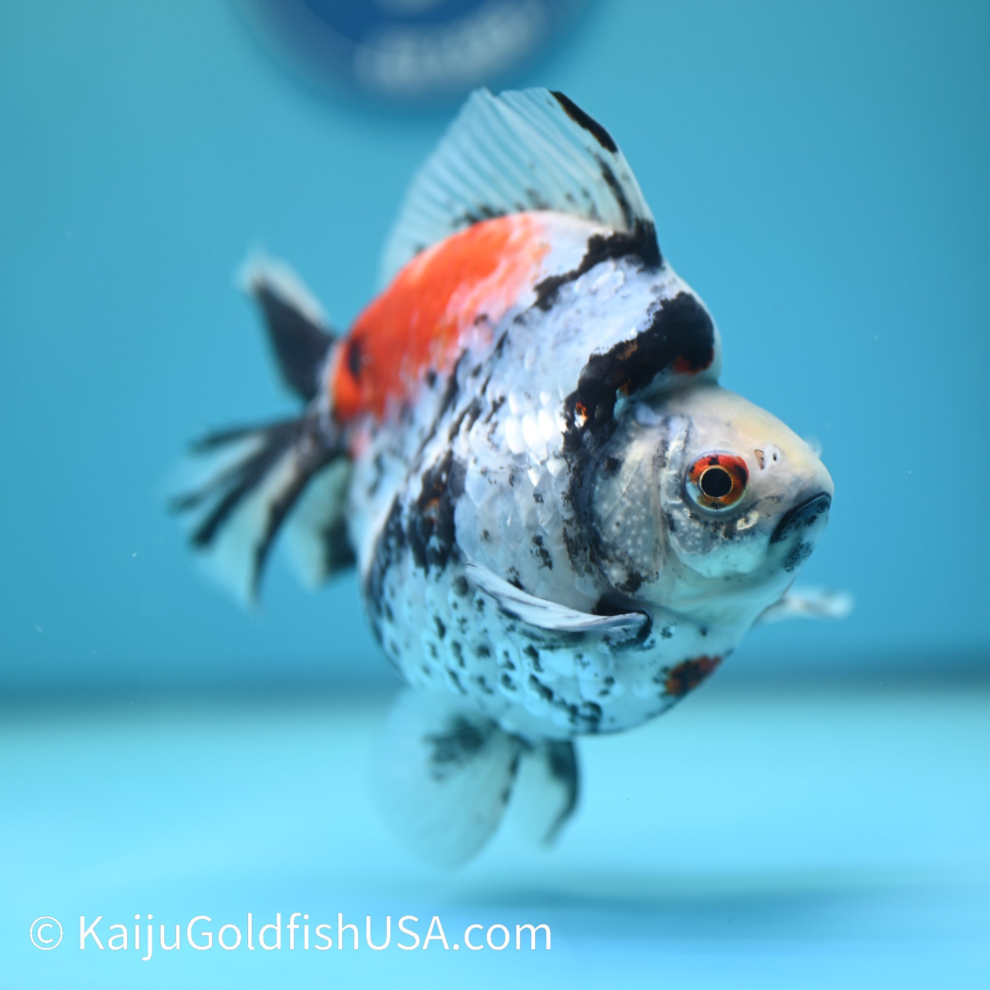 Jumbo Wide Tail Calico Ryukin 5.5-6 inches (240329_RY05) - Kaiju Goldfish USA