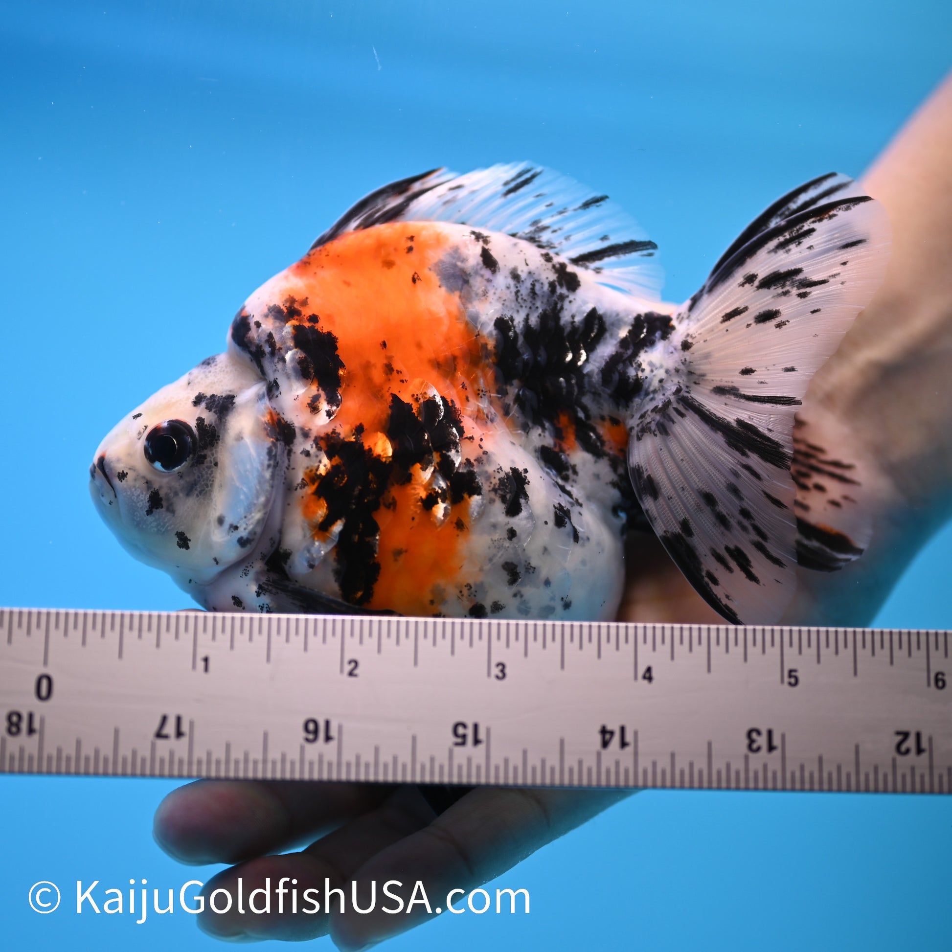 Jumbo Calico Ryukin 5-5.5 inches (240301_RY05) - Kaiju Goldfish USA