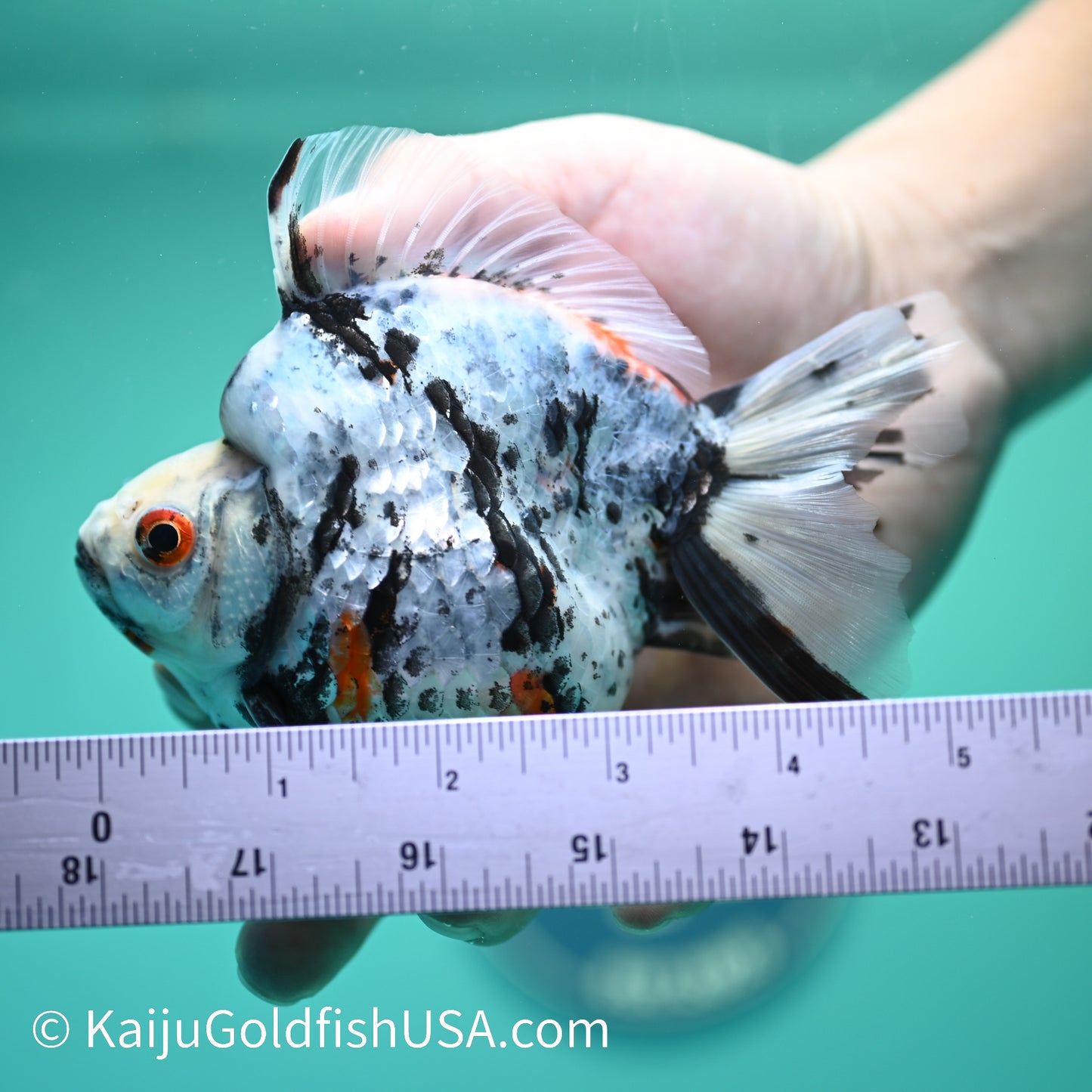 Jumbo Wide Tail Calico Ryukin 5.5-6 inches (240329_RY05) - Kaiju Goldfish USA