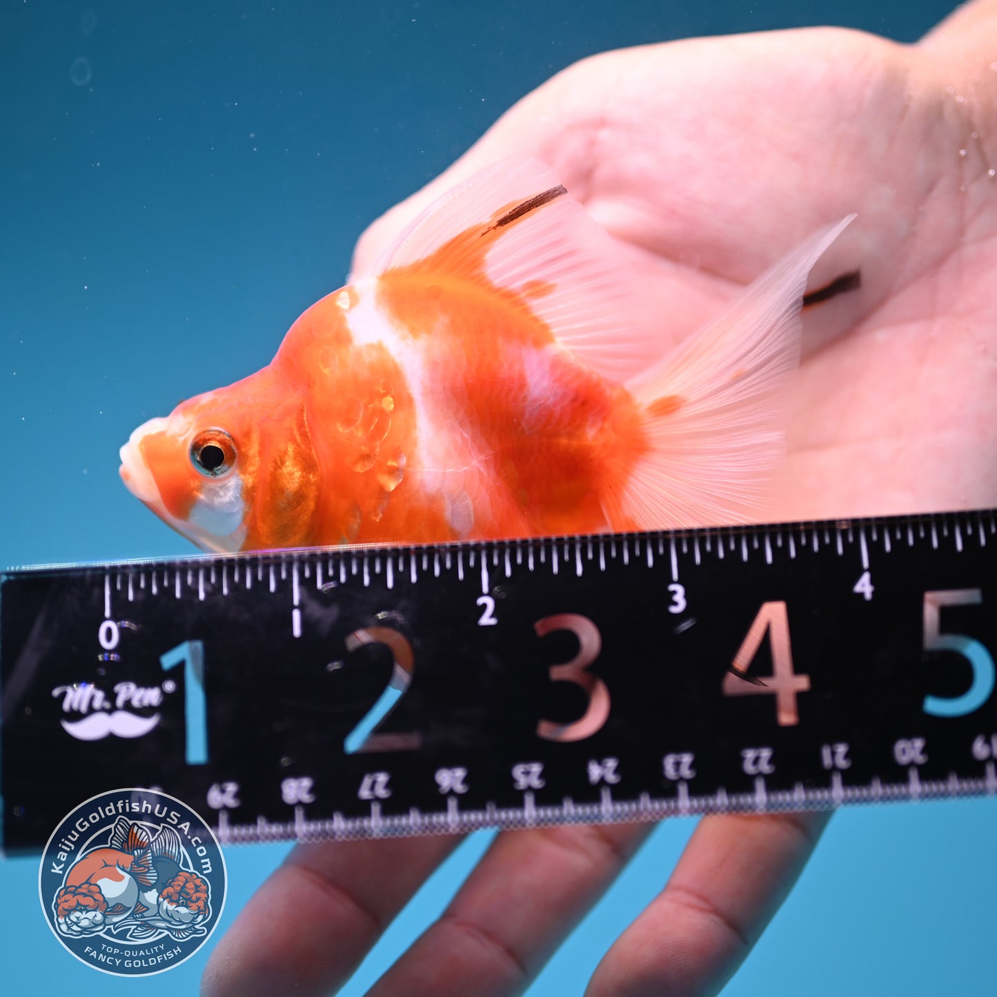 Sakura Long Tail Ryukin 2.8 inches Body (250606_RY06)