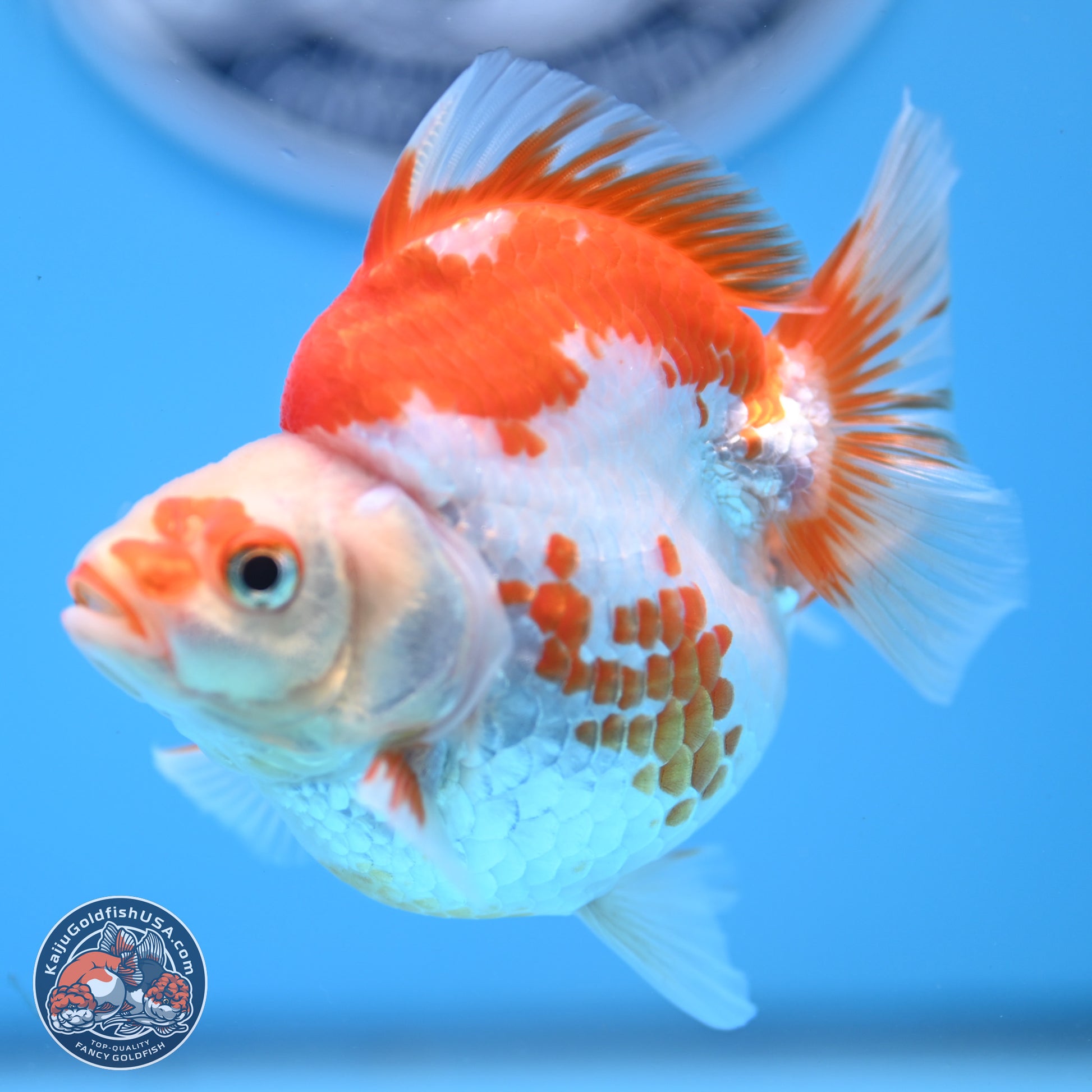 Red White Ryukin 3.5in Body (240823_RY06) - Kaiju Goldfish USA