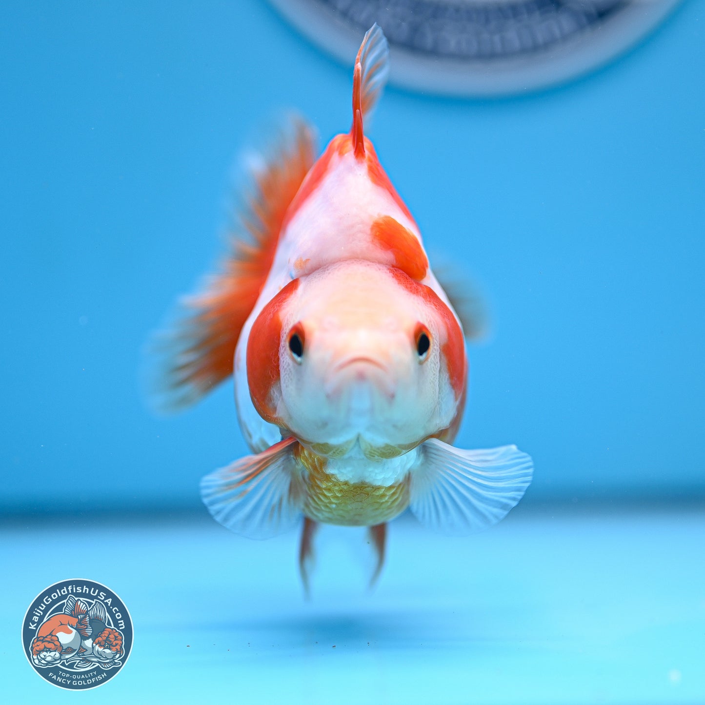 Red White Ryukin 3.5in Body (240816_RY06) - Kaiju Goldfish USA