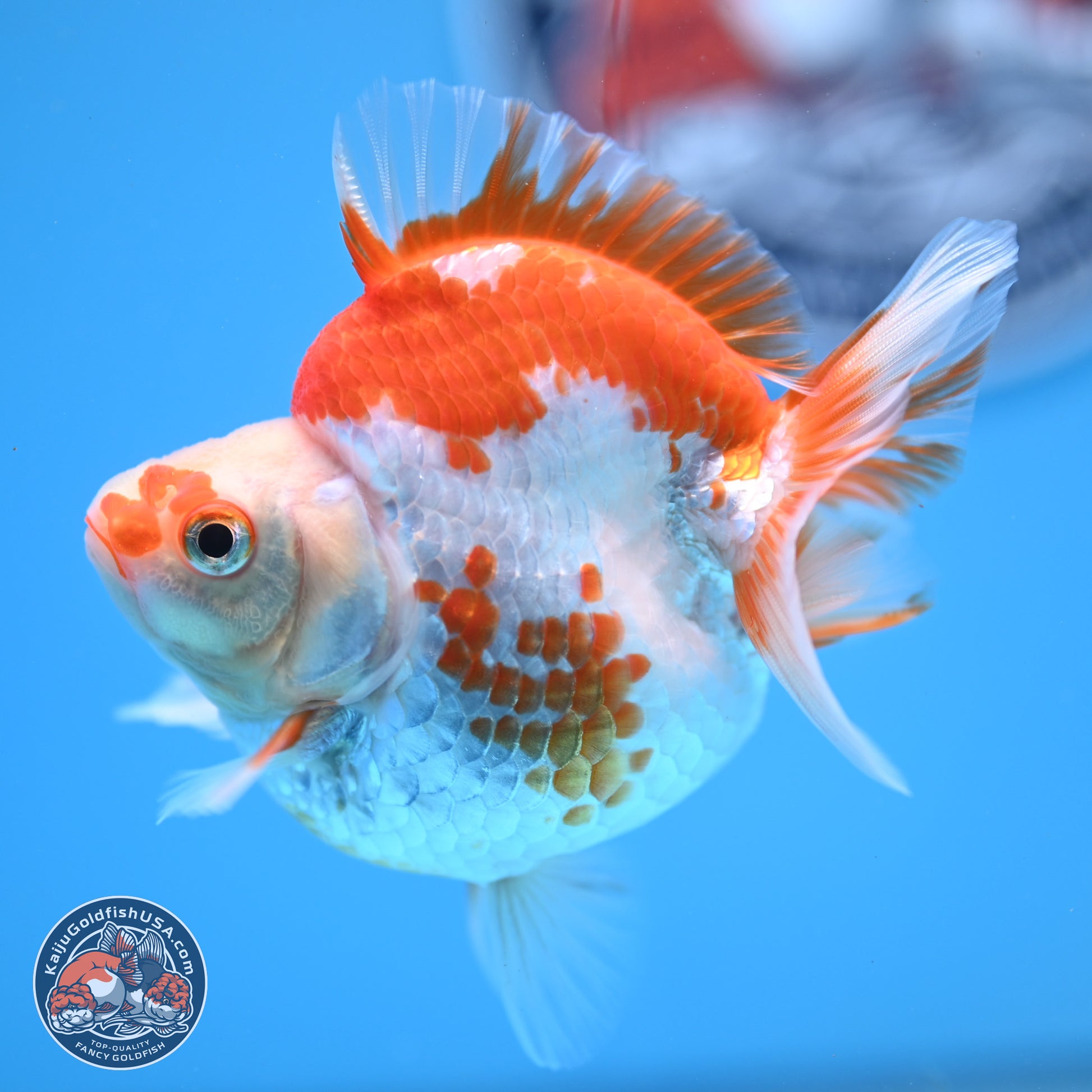 Red White Ryukin 3.5in Body (240823_RY06) - Kaiju Goldfish USA