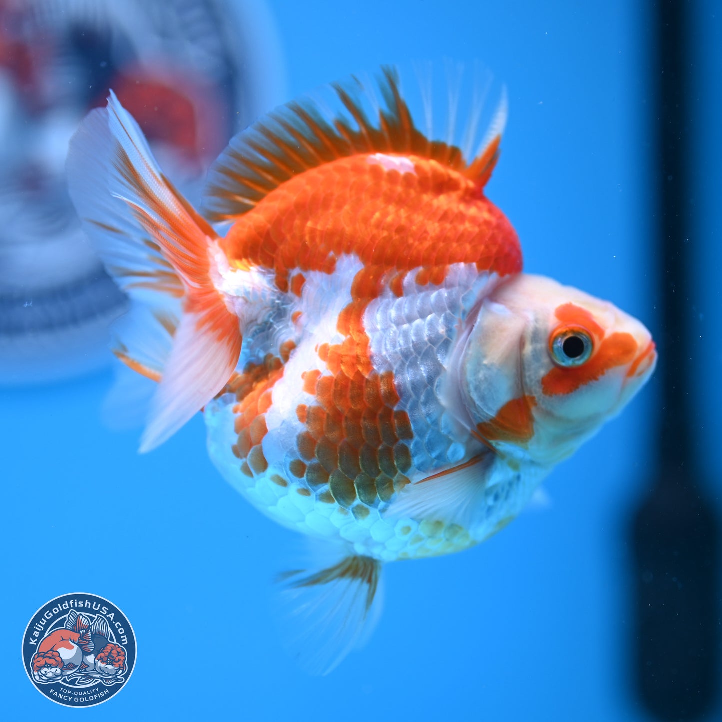 Red White Ryukin 3.5in Body (240823_RY06) - Kaiju Goldfish USA