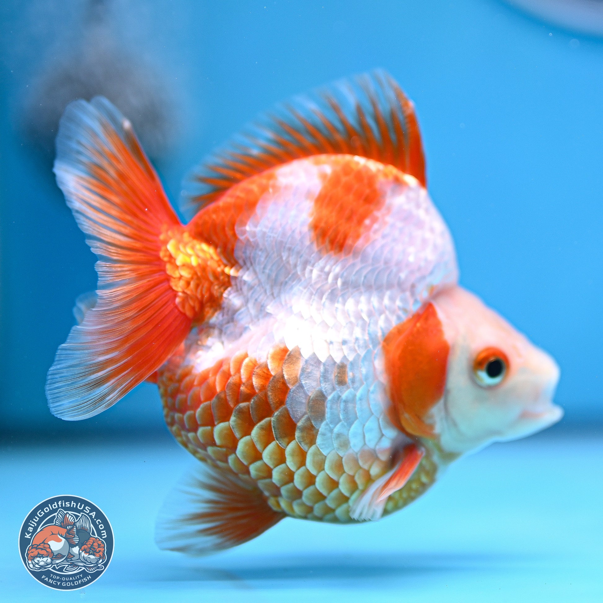 Red White Ryukin 3.5in Body (240816_RY06) - Kaiju Goldfish USA