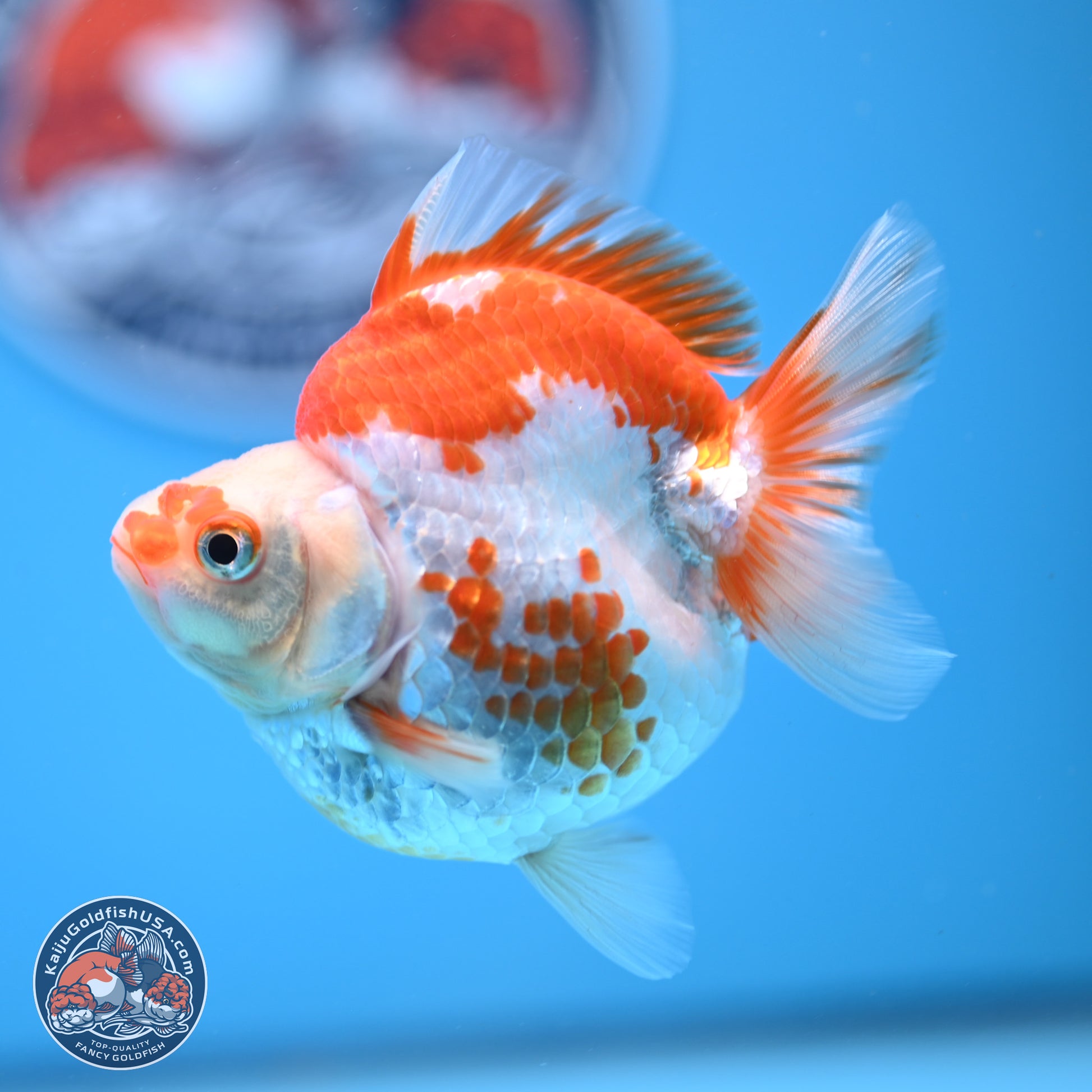 Red White Ryukin 3.5in Body (240823_RY06) - Kaiju Goldfish USA