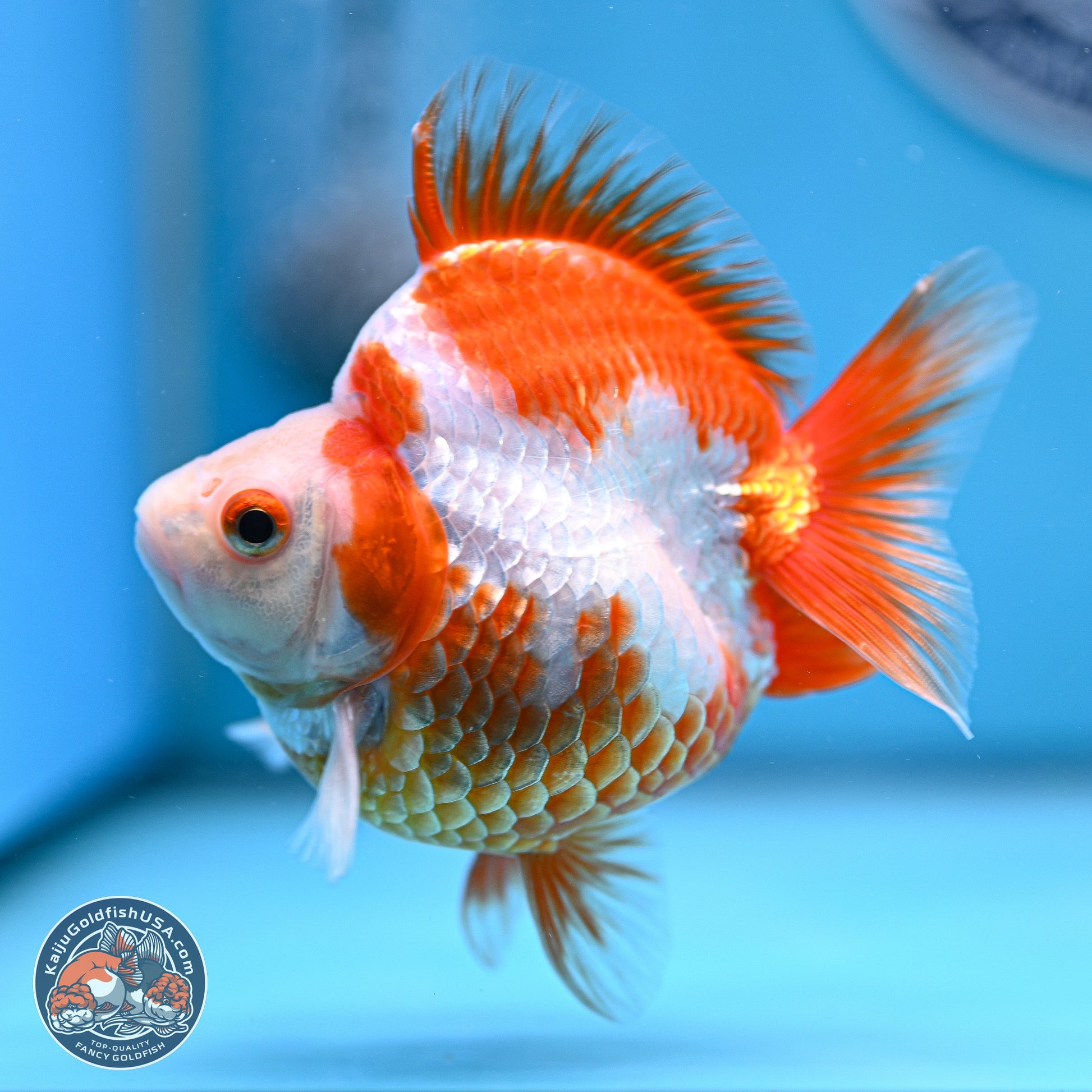 Red White Ryukin 3.5in Body (240816_RY06) - Kaiju Goldfish USA