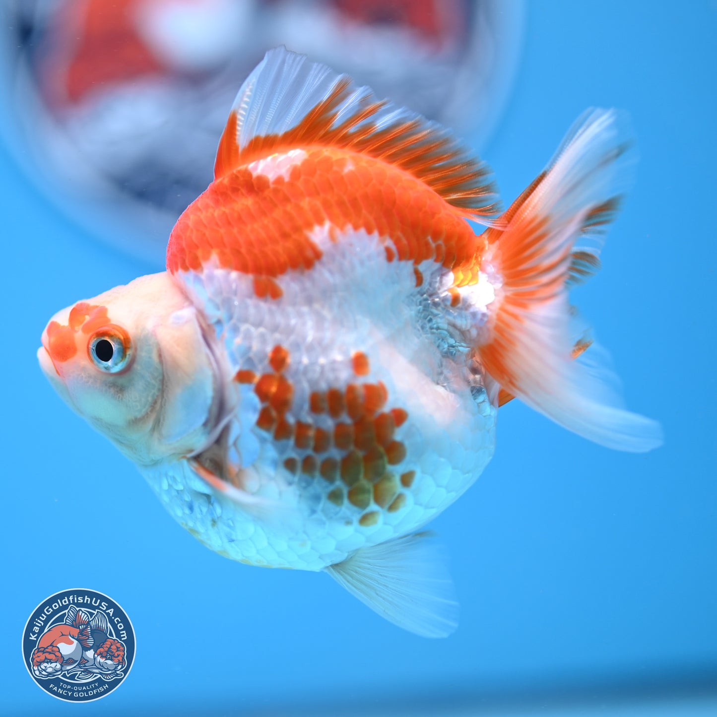 Red White Ryukin 3.5in Body (240823_RY06) - Kaiju Goldfish USA