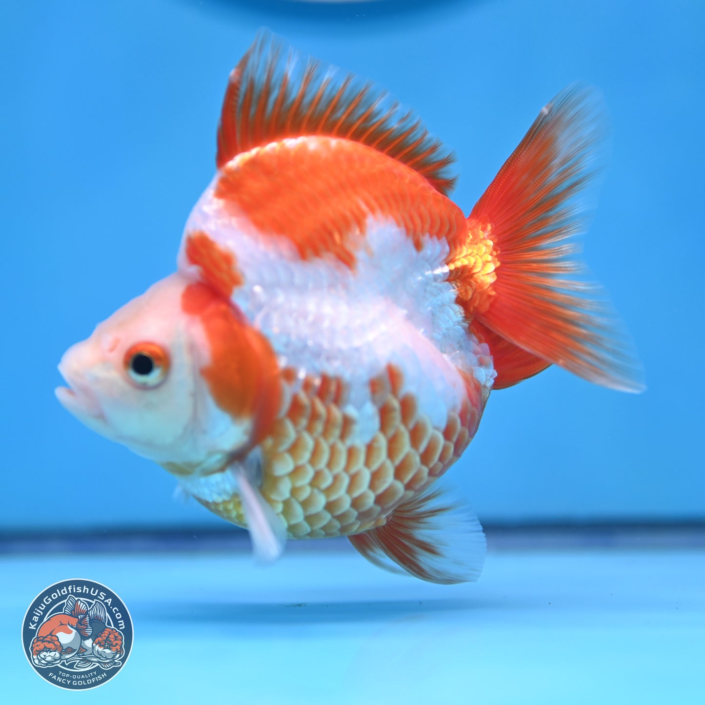 Red White Ryukin 3.5in Body (240816_RY06) - Kaiju Goldfish USA