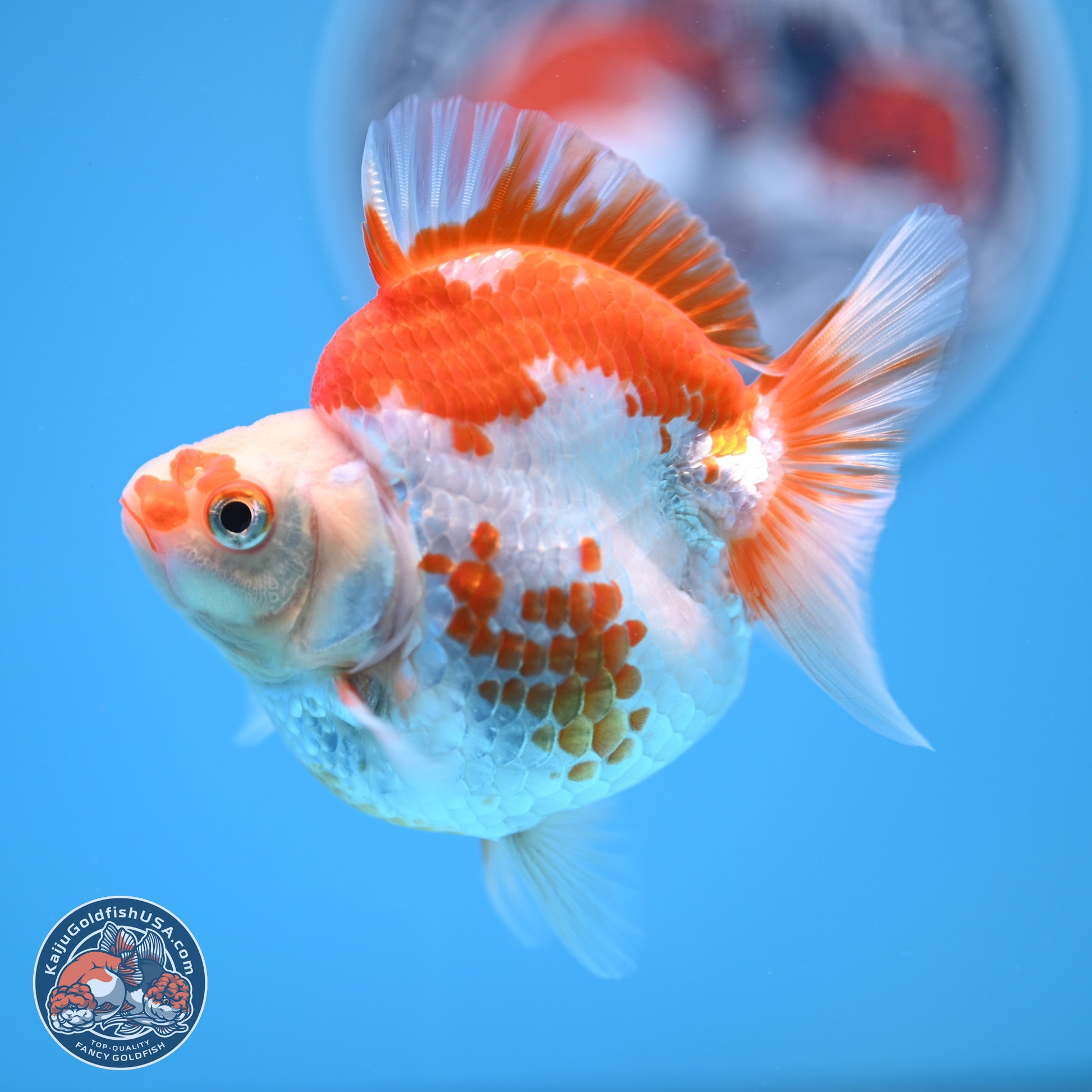 Red White Ryukin 3.5in Body (240823_RY06) - Kaiju Goldfish USA