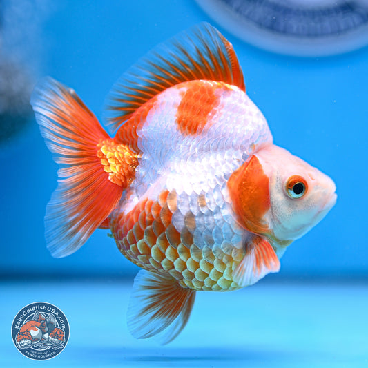 Red White Ryukin 3.5in Body (240816_RY06) - Kaiju Goldfish USA