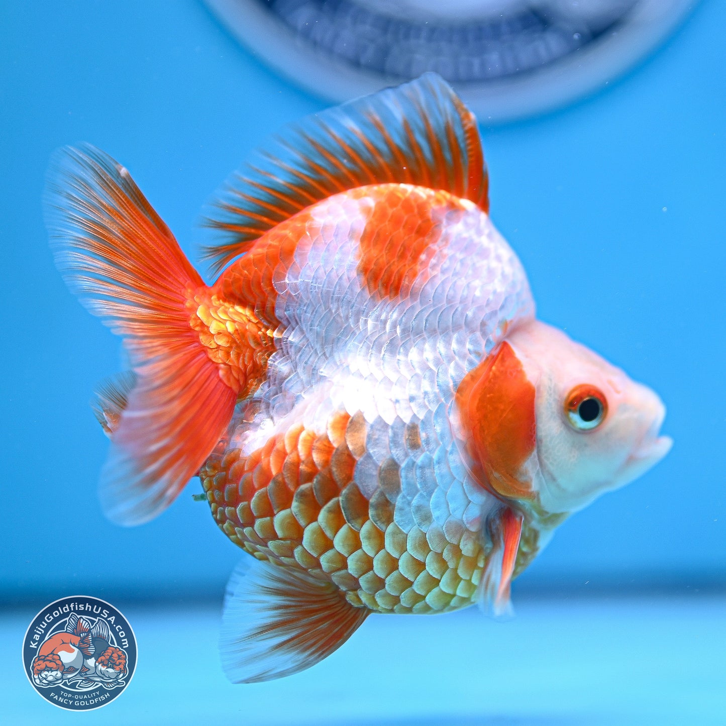 Red White Ryukin 3.5in Body (240816_RY06) - Kaiju Goldfish USA