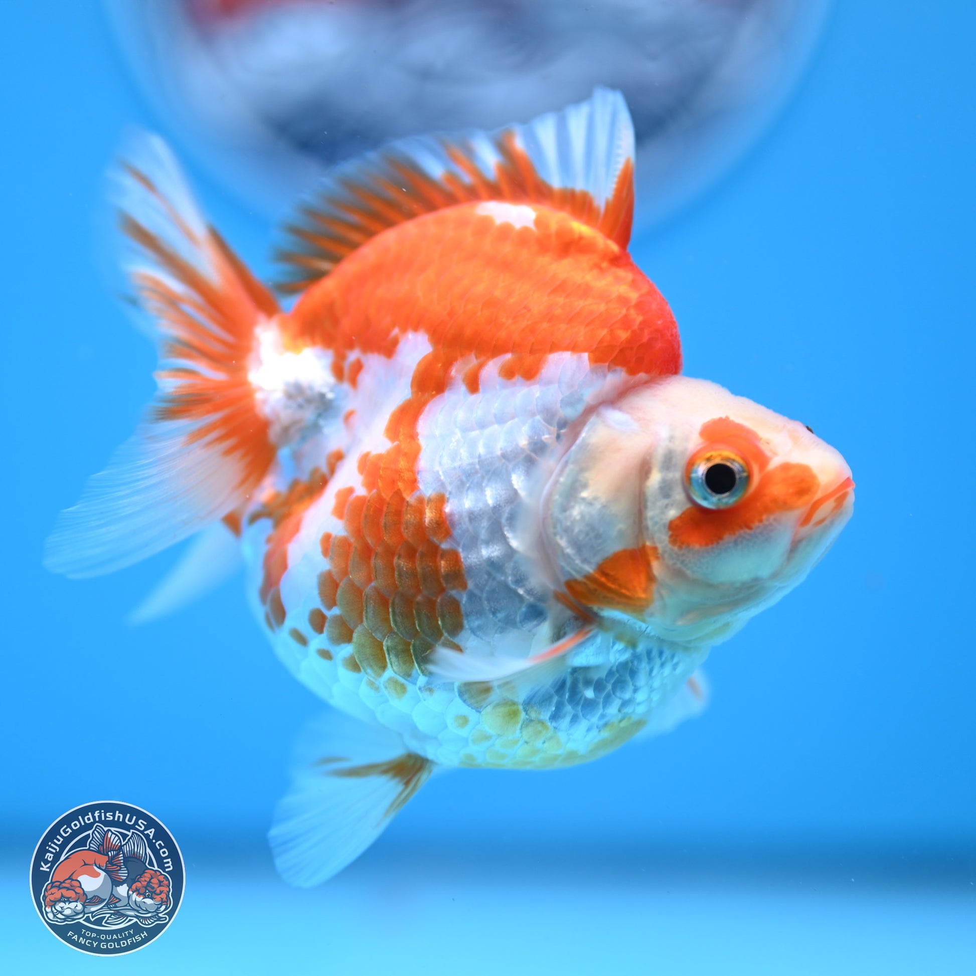 Red White Ryukin 3.5in Body (240823_RY06) - Kaiju Goldfish USA