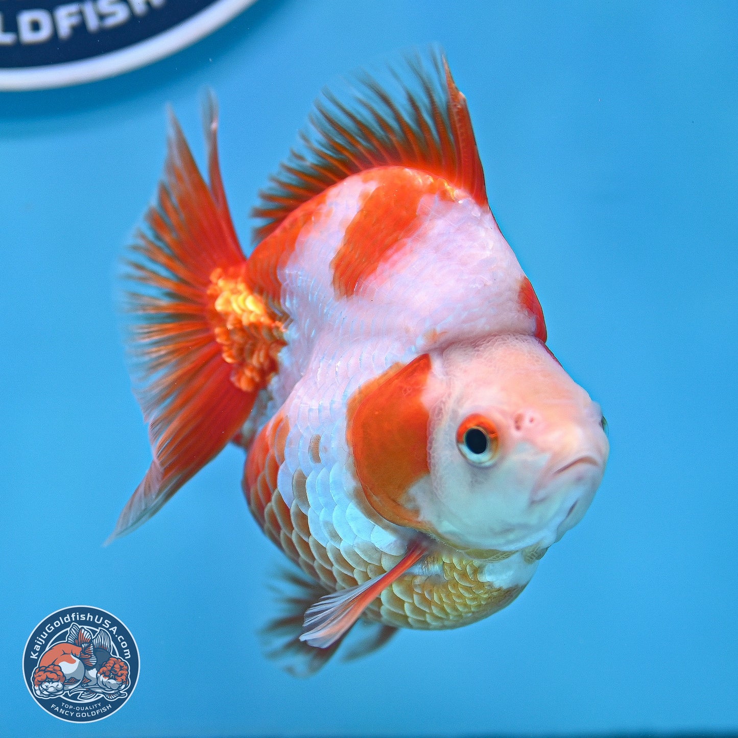 Red White Ryukin 3.5in Body (240816_RY06) - Kaiju Goldfish USA