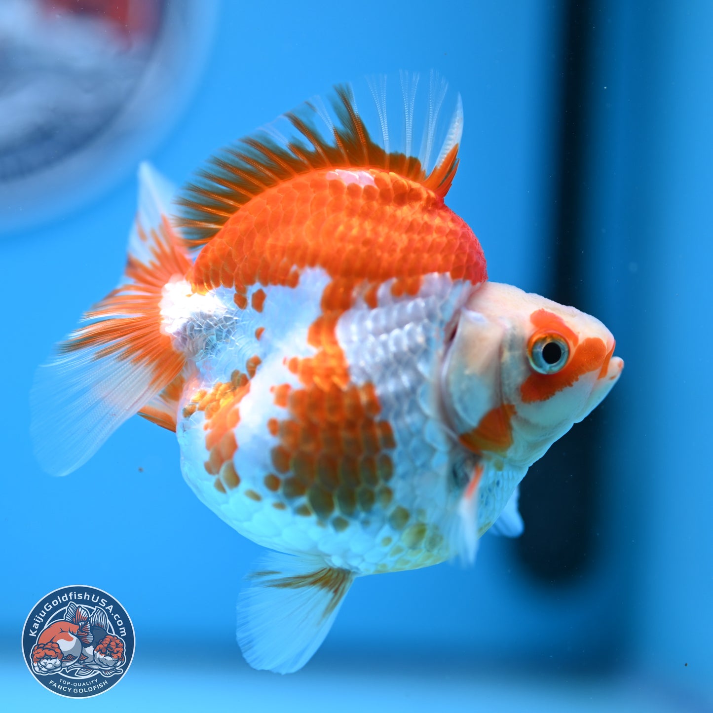 Red White Ryukin 3.5in Body (240823_RY06) - Kaiju Goldfish USA