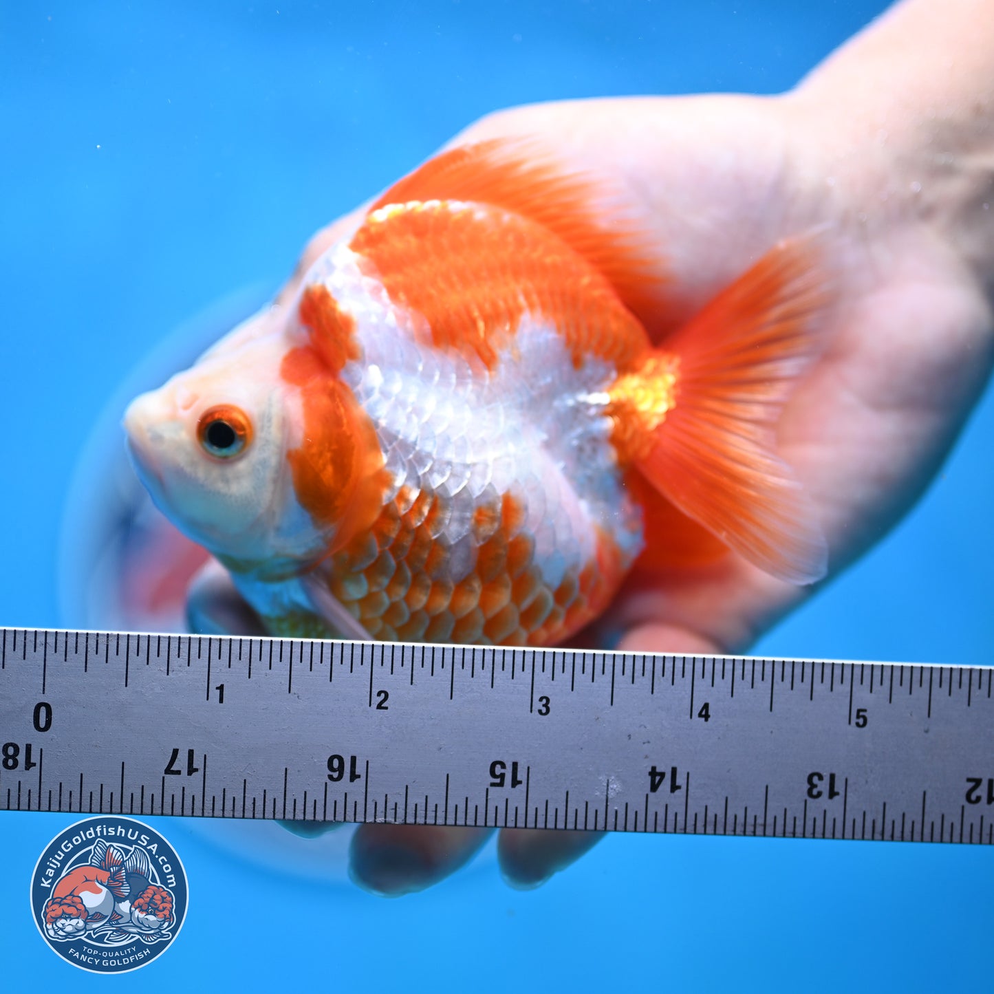 Red White Ryukin 3.5in Body (240816_RY06) - Kaiju Goldfish USA