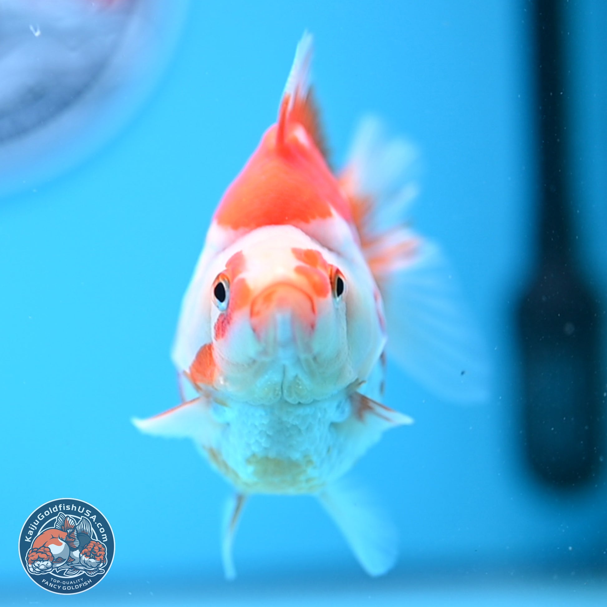 Red White Ryukin 3.5in Body (240823_RY06) - Kaiju Goldfish USA