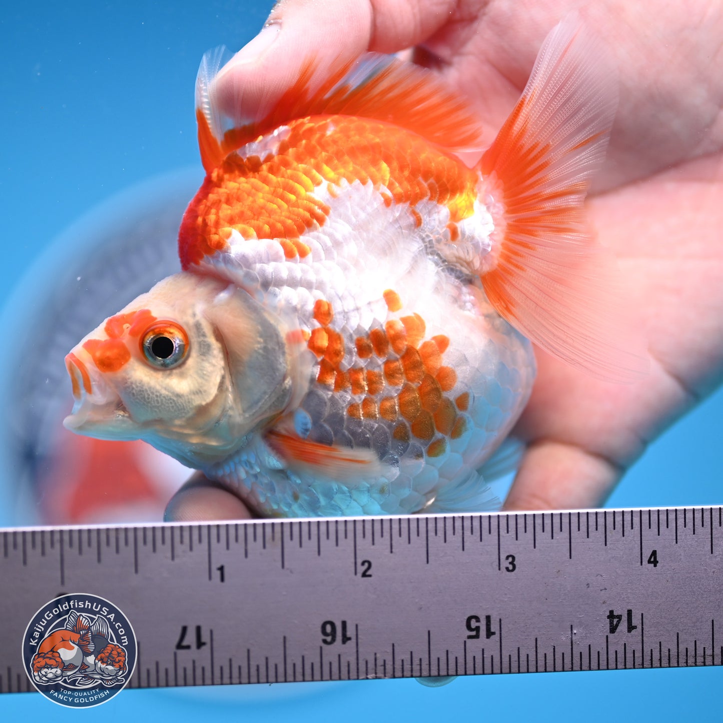 Red White Ryukin 3.5in Body (240823_RY06) - Kaiju Goldfish USA