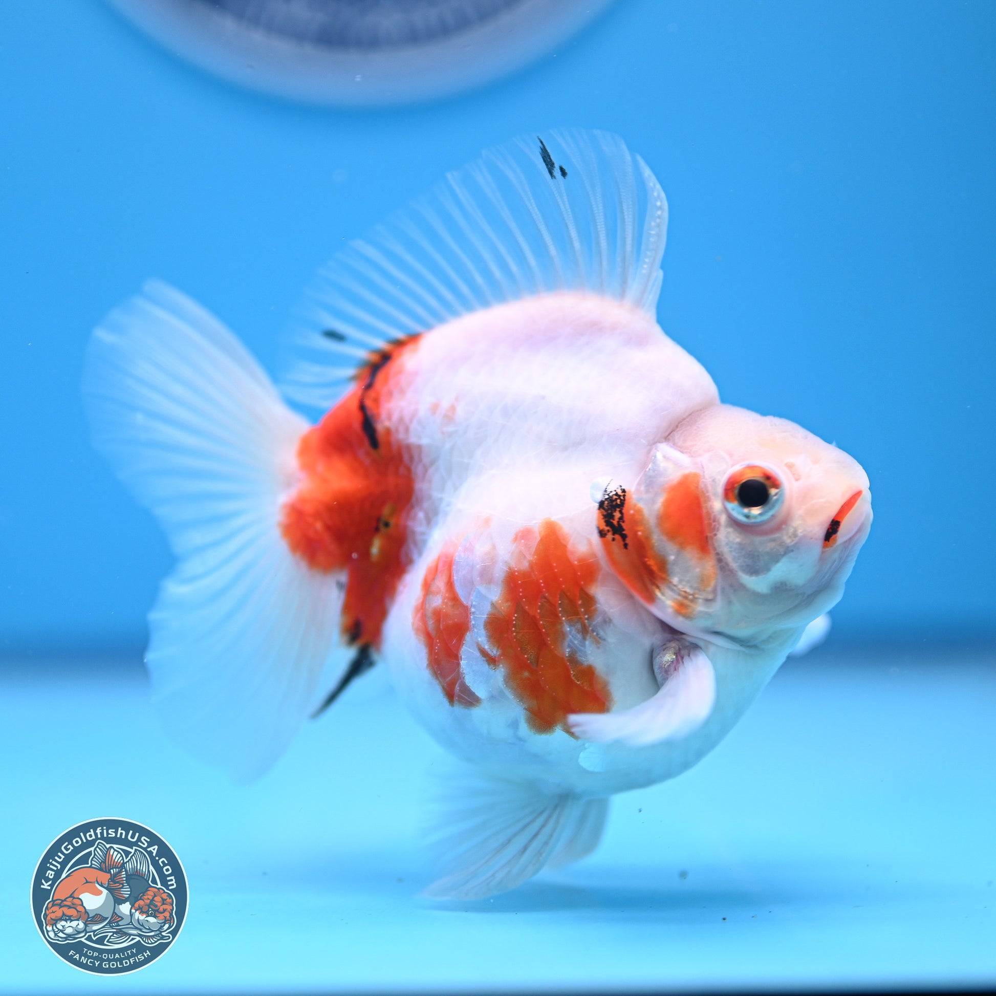 Tricolor Sakura Ryukin 3.5-4 inches (240920_RY06) - Kaiju Goldfish USA