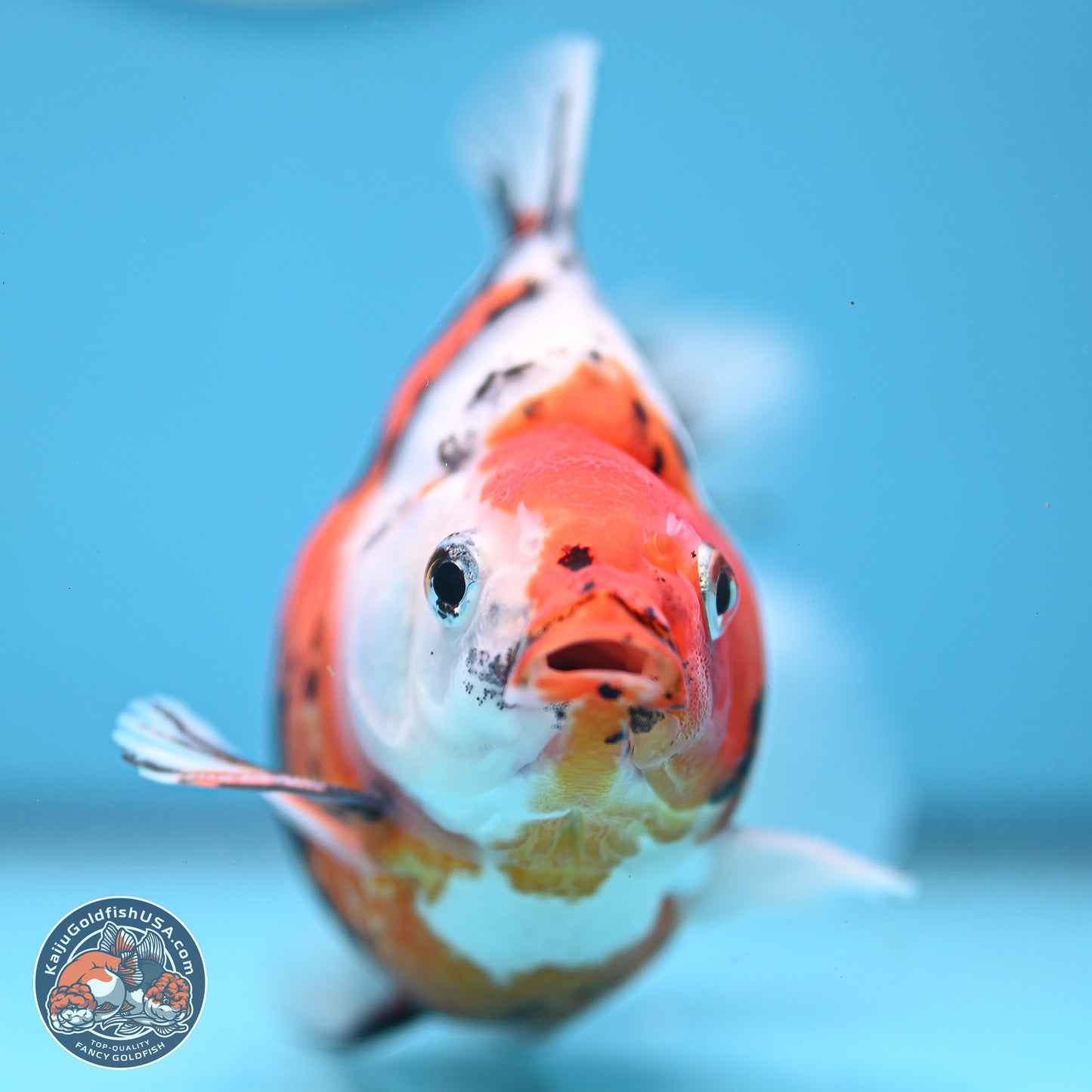 Tricolor Sakura Ryukin 4.5-5.5 inches (240927_RY06) - Kaiju Goldfish USA