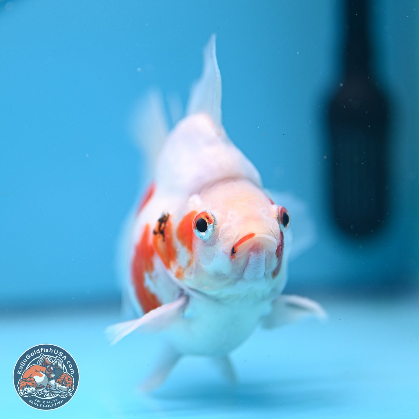 Tricolor Sakura Ryukin 3.5-4 inches (240920_RY06) - Kaiju Goldfish USA