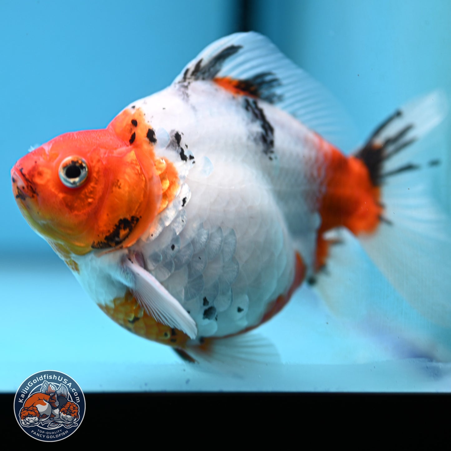 Tricolor Sakura Ryukin 4.5-5.5 inches (240927_RY06) - Kaiju Goldfish USA