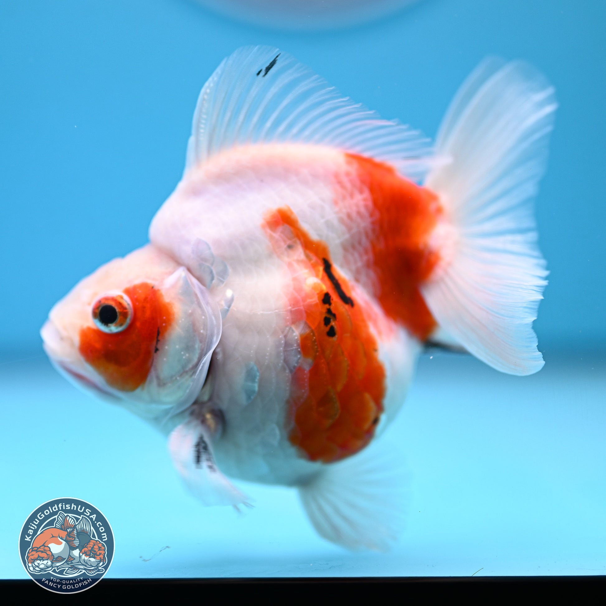 Tricolor Sakura Ryukin 3.5-4 inches (240920_RY06) - Kaiju Goldfish USA