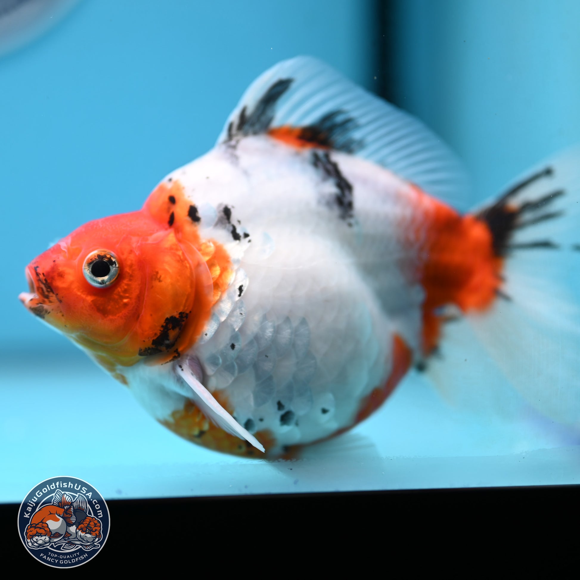 Tricolor Sakura Ryukin 4.5-5.5 inches (240927_RY06) - Kaiju Goldfish USA