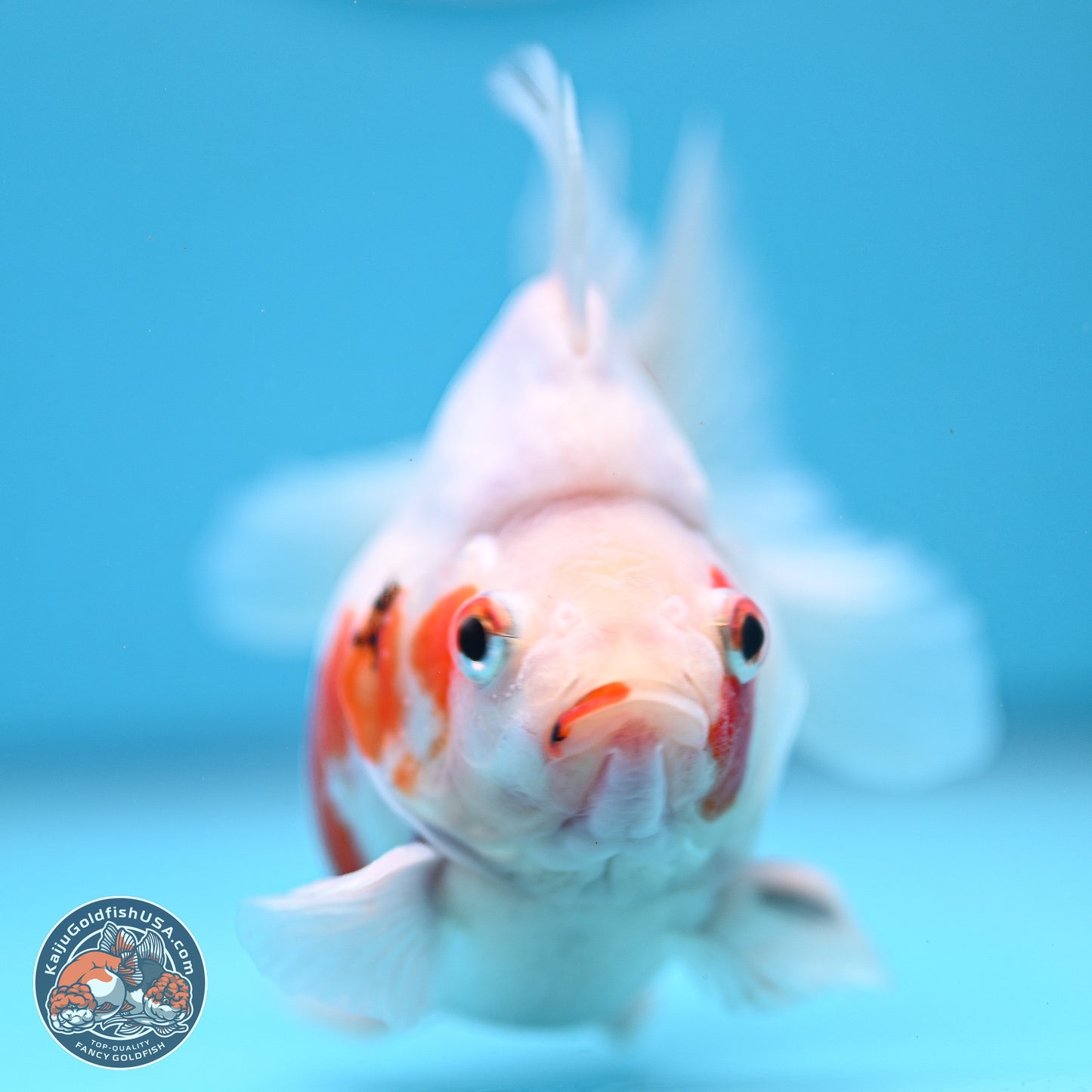 Tricolor Sakura Ryukin 3.5-4 inches (240920_RY06) - Kaiju Goldfish USA