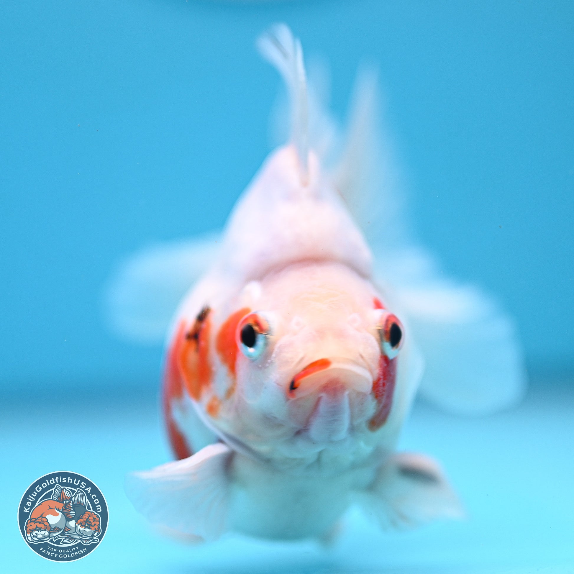 Tricolor Sakura Ryukin 3.5-4 inches (240920_RY06) - Kaiju Goldfish USA