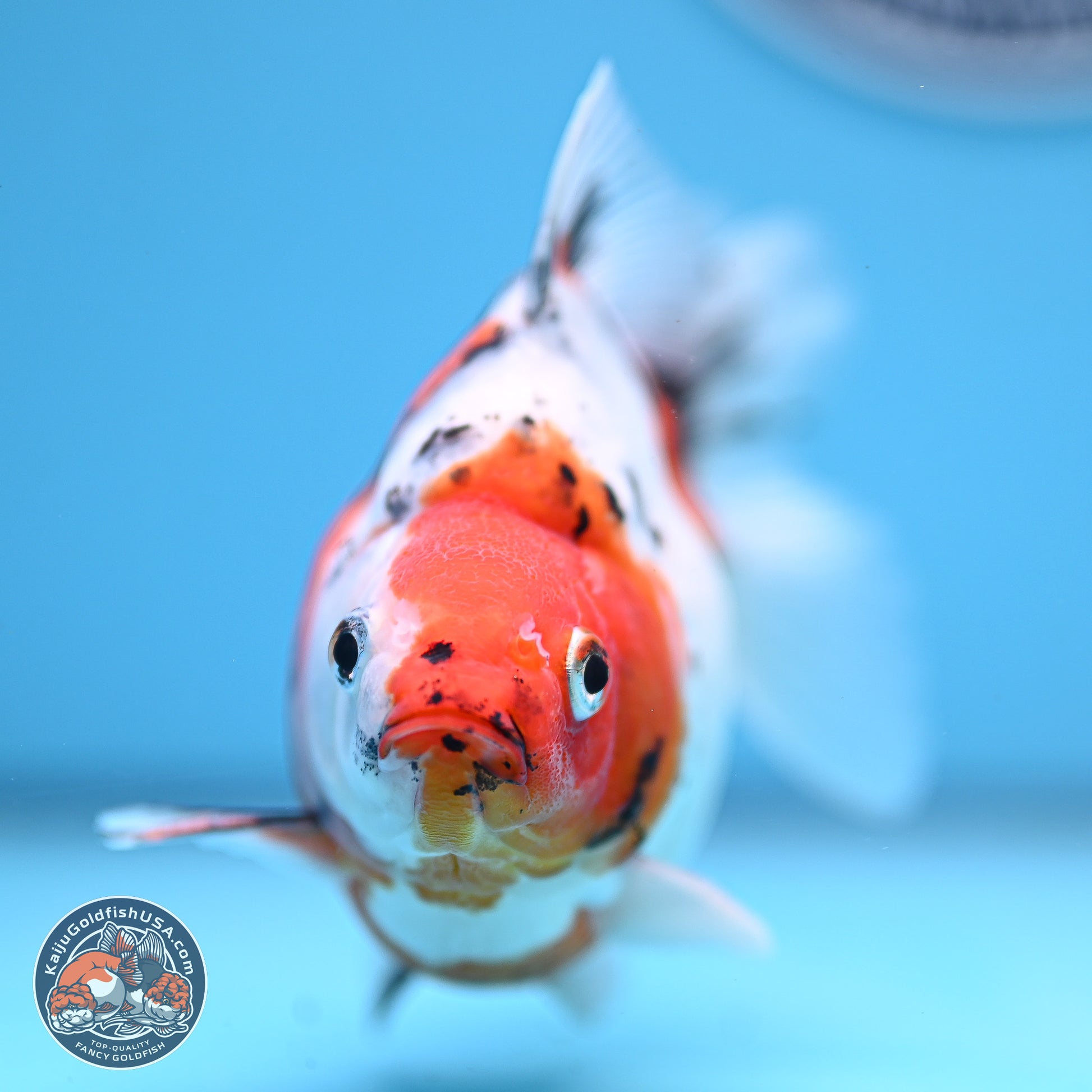 Tricolor Sakura Ryukin 4.5-5.5 inches (240927_RY06) - Kaiju Goldfish USA