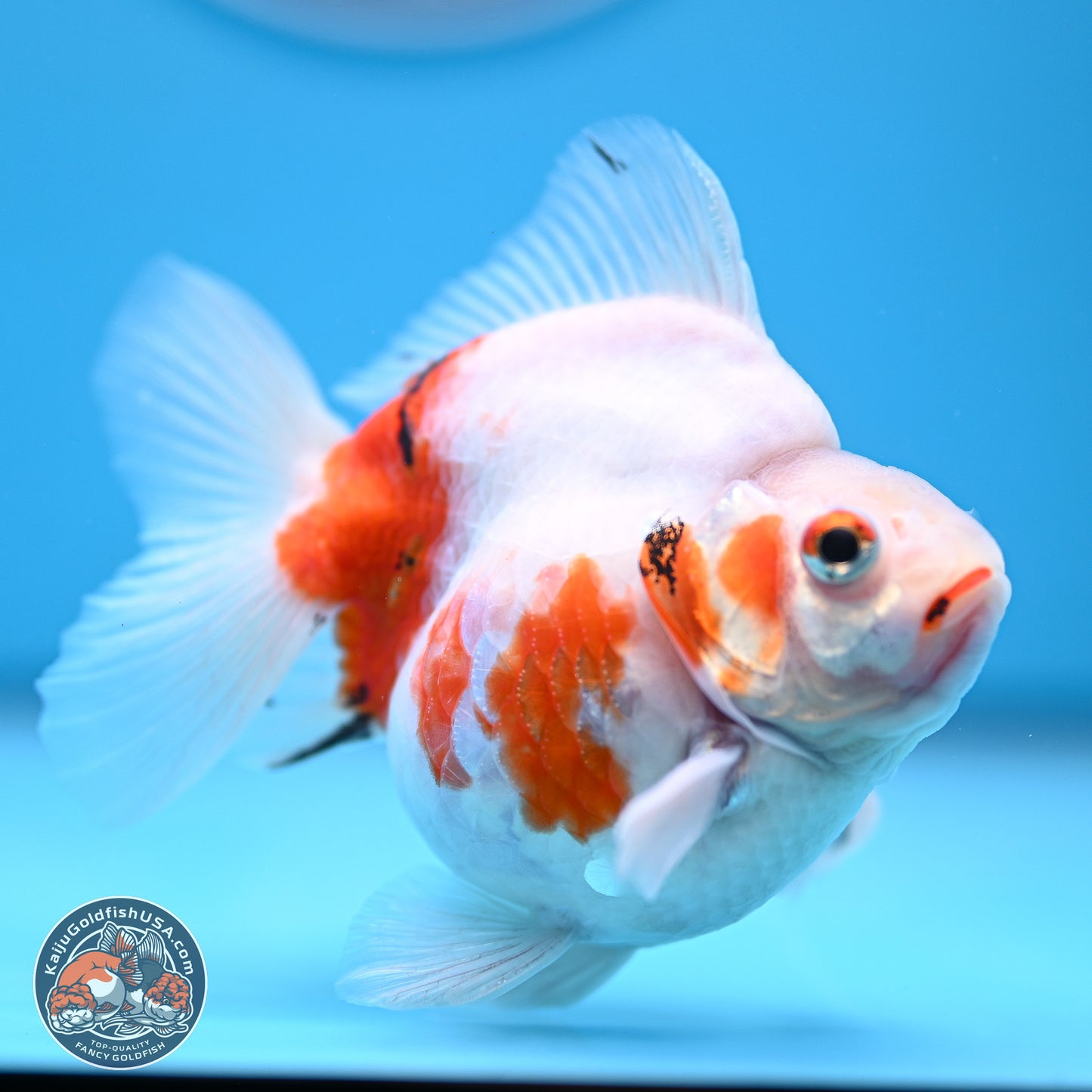 Tricolor Sakura Ryukin 3.5-4 inches (240920_RY06) - Kaiju Goldfish USA