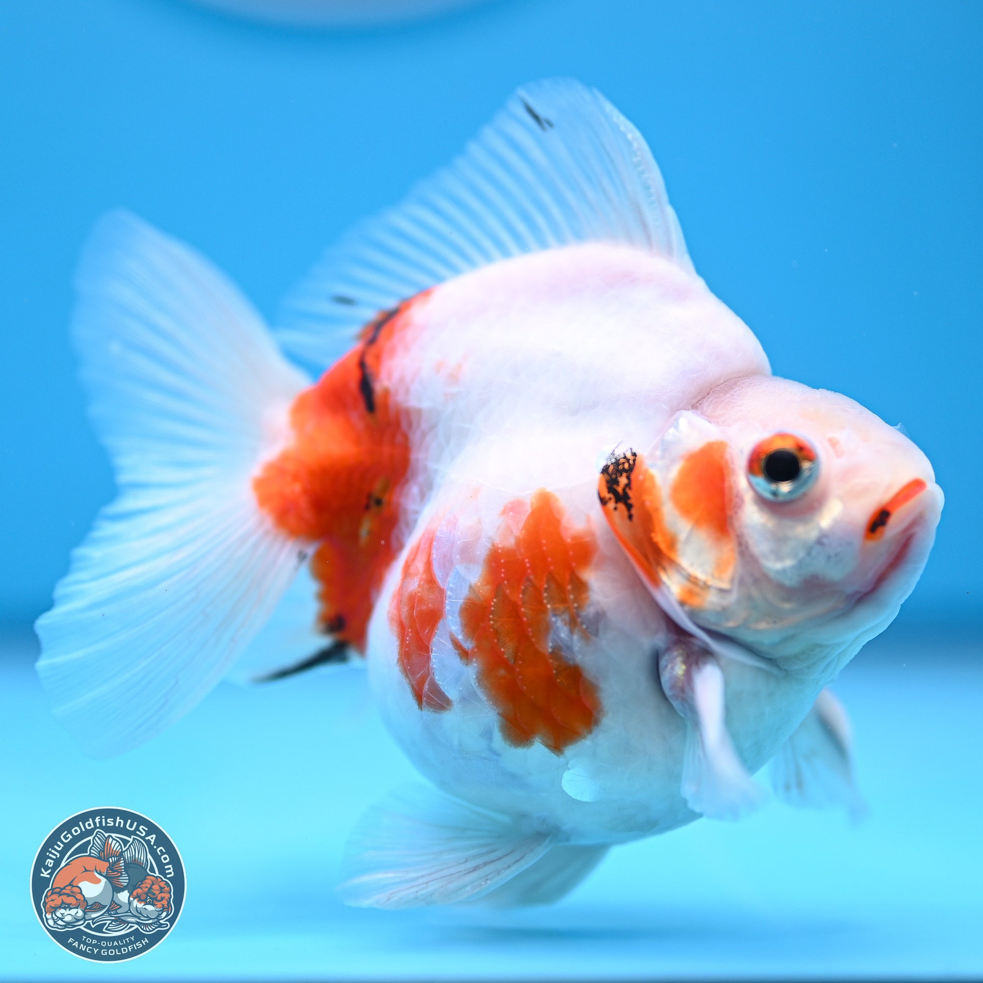 Tricolor Sakura Ryukin 3.5-4 inches (240920_RY06) - Kaiju Goldfish USA