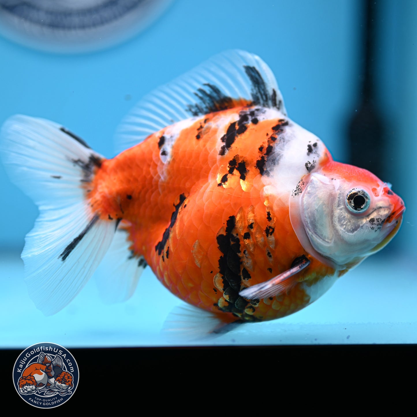 Tricolor Sakura Ryukin 4.5-5.5 inches (240927_RY06) - Kaiju Goldfish USA