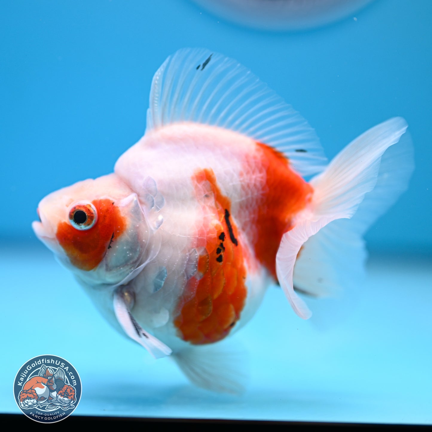 Tricolor Sakura Ryukin 3.5-4 inches (240920_RY06) - Kaiju Goldfish USA