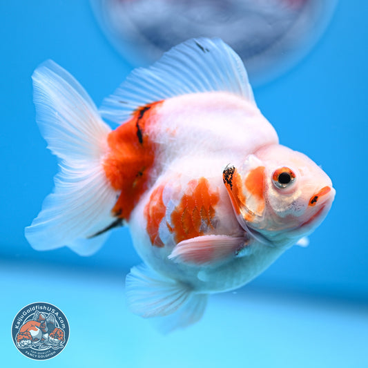 Tricolor Sakura Ryukin 3.5-4 inches (240920_RY06) - Kaiju Goldfish USA